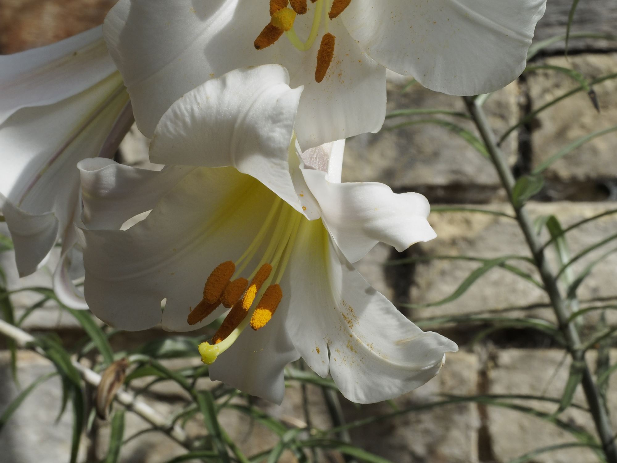 Image of Lilium pumilum