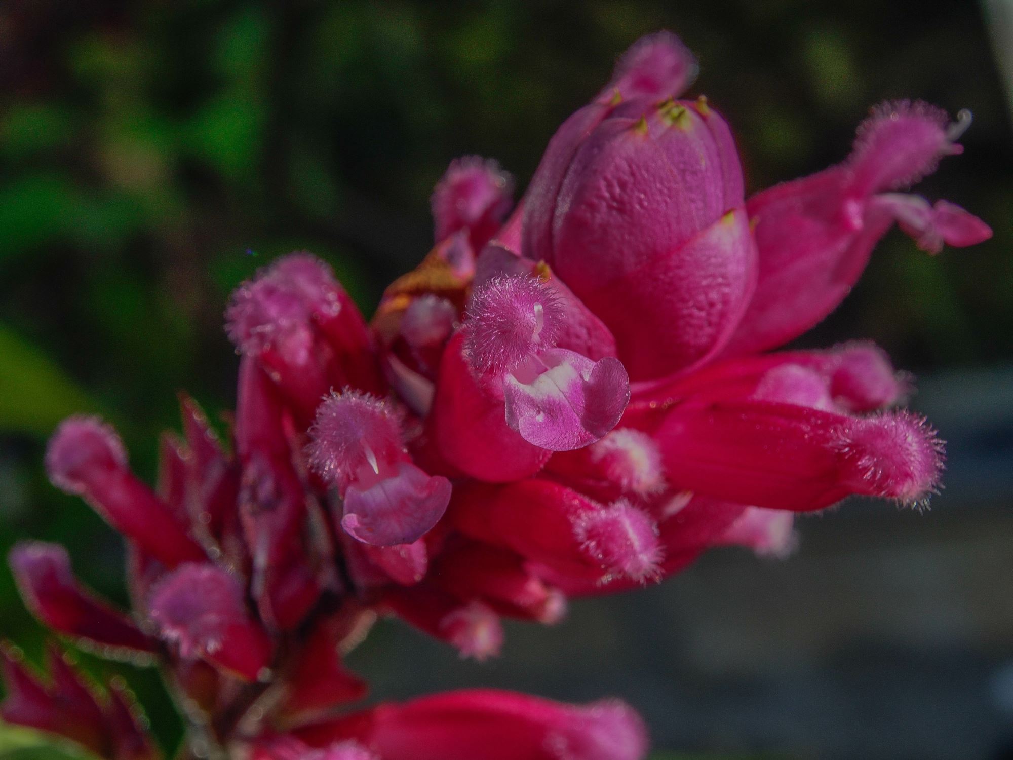 Image of Salvia involucrata 'Bethellii'