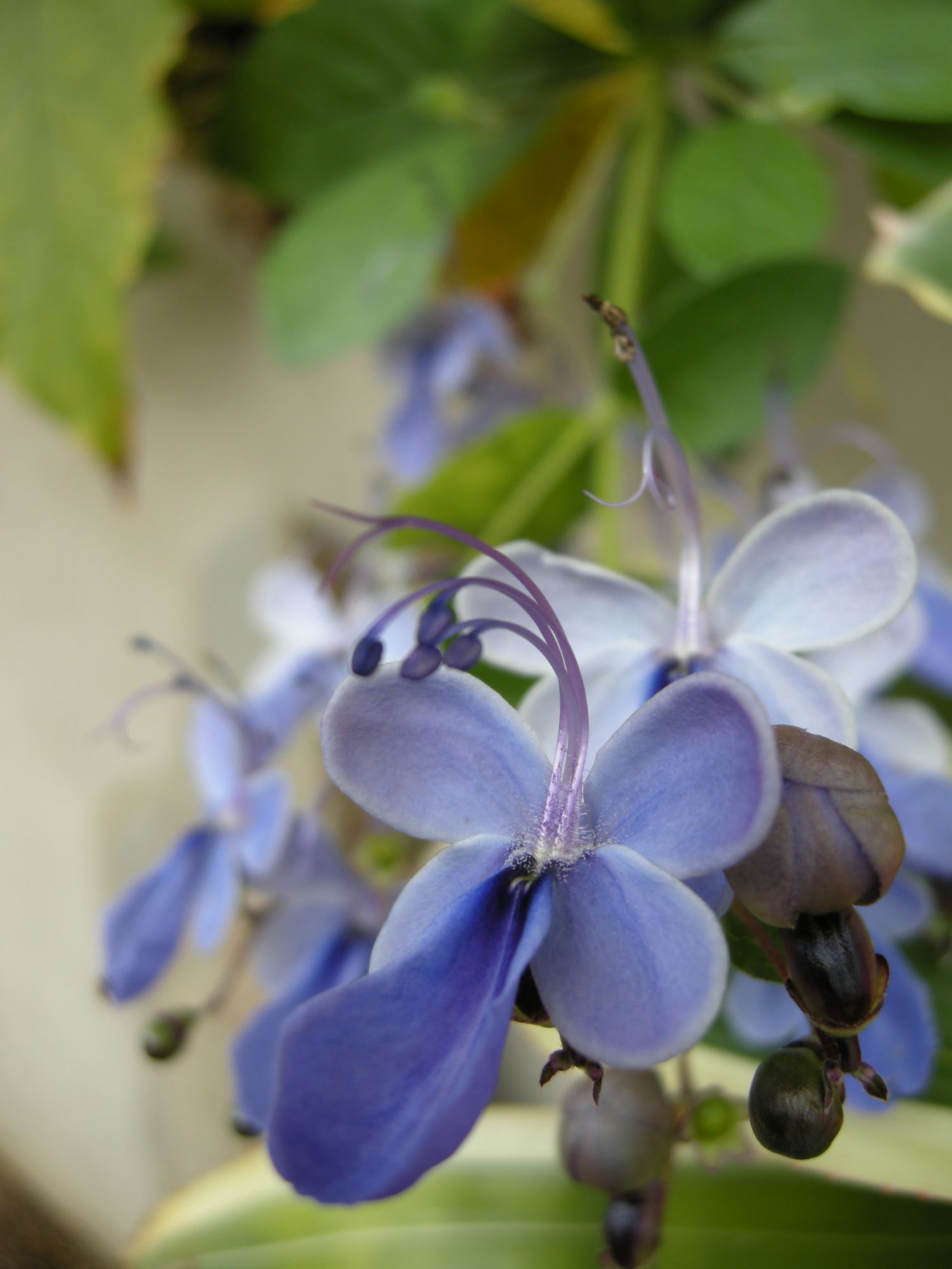 Image of Rotheca myricoides