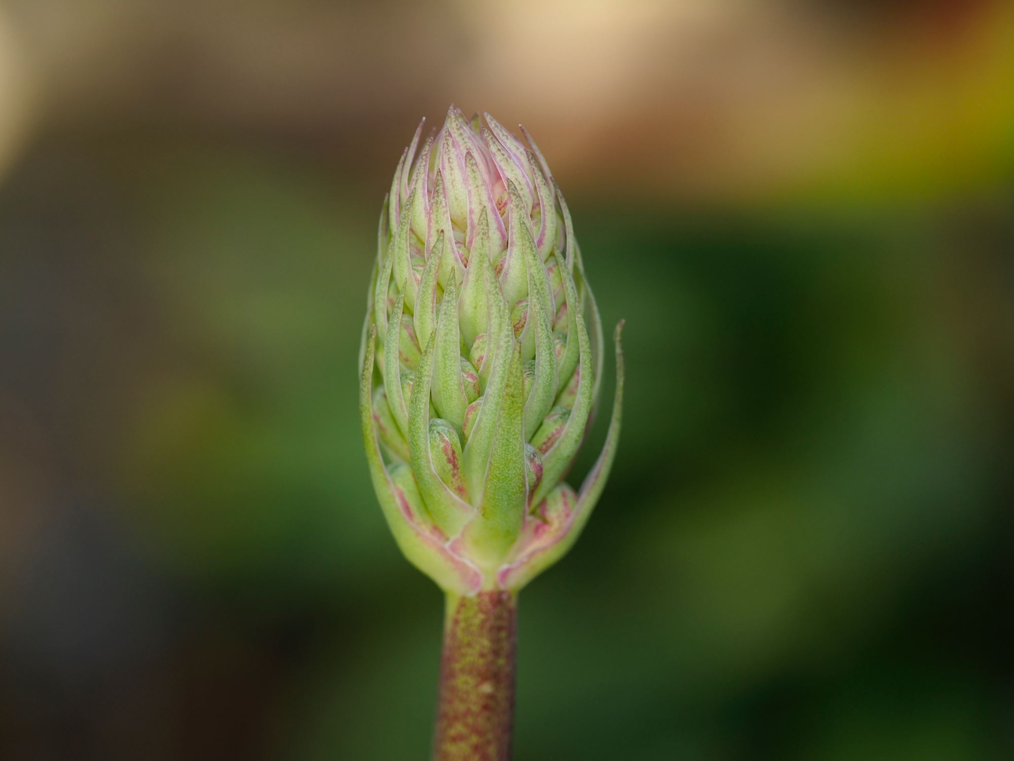 Image of Veltheimia bracteata