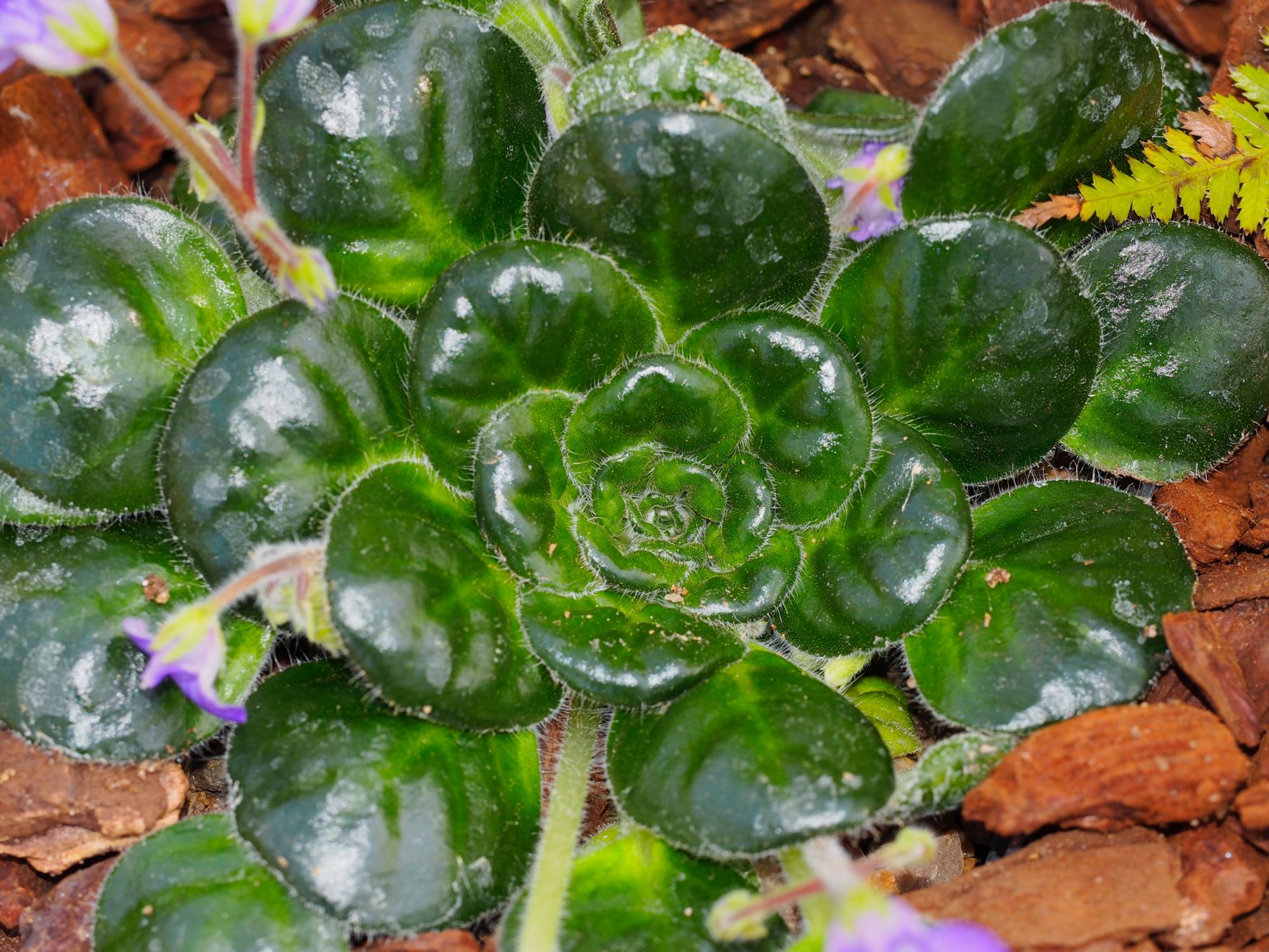 Image of Petrocosmea minor