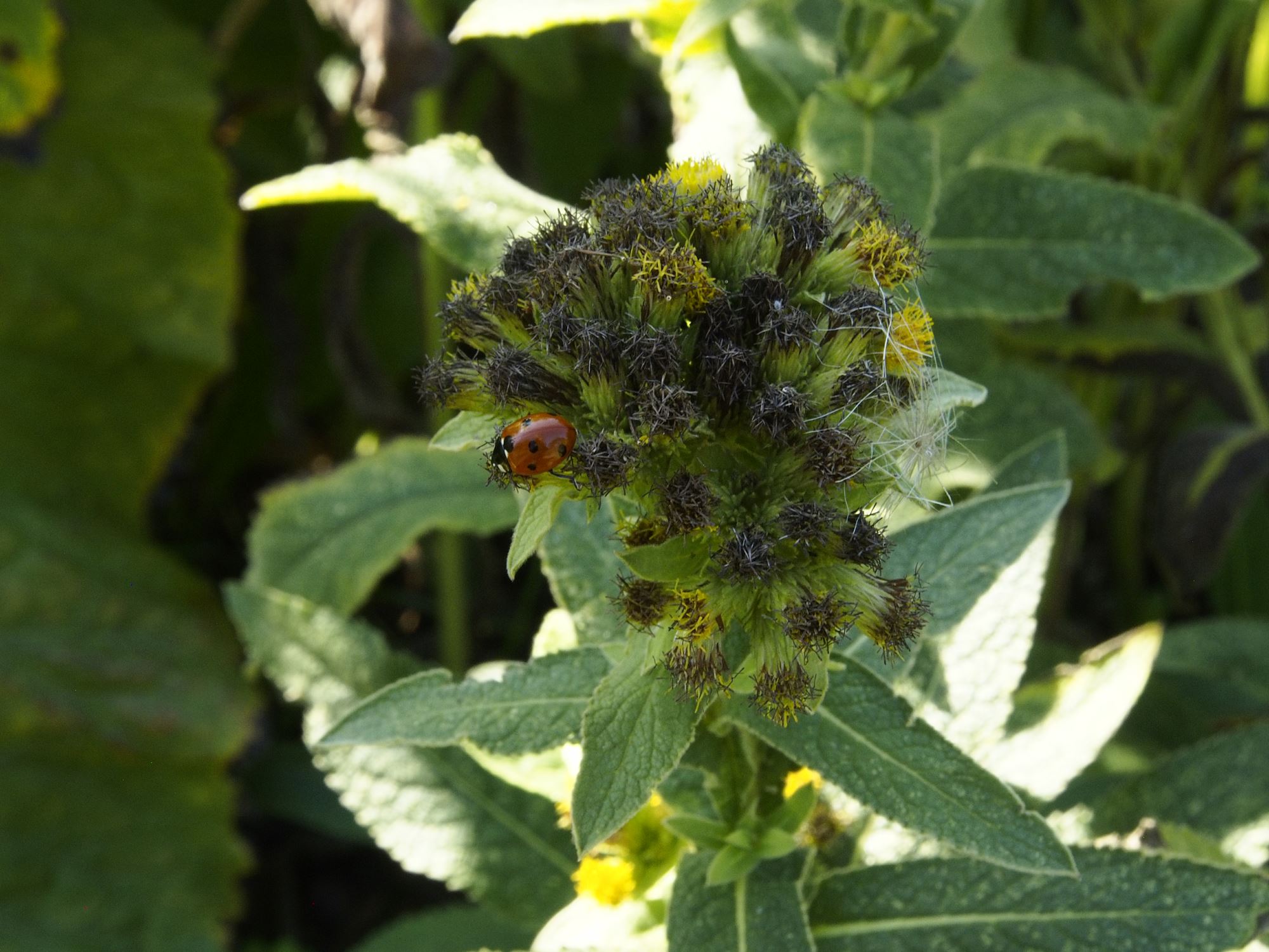 Image of Inula thapsoides