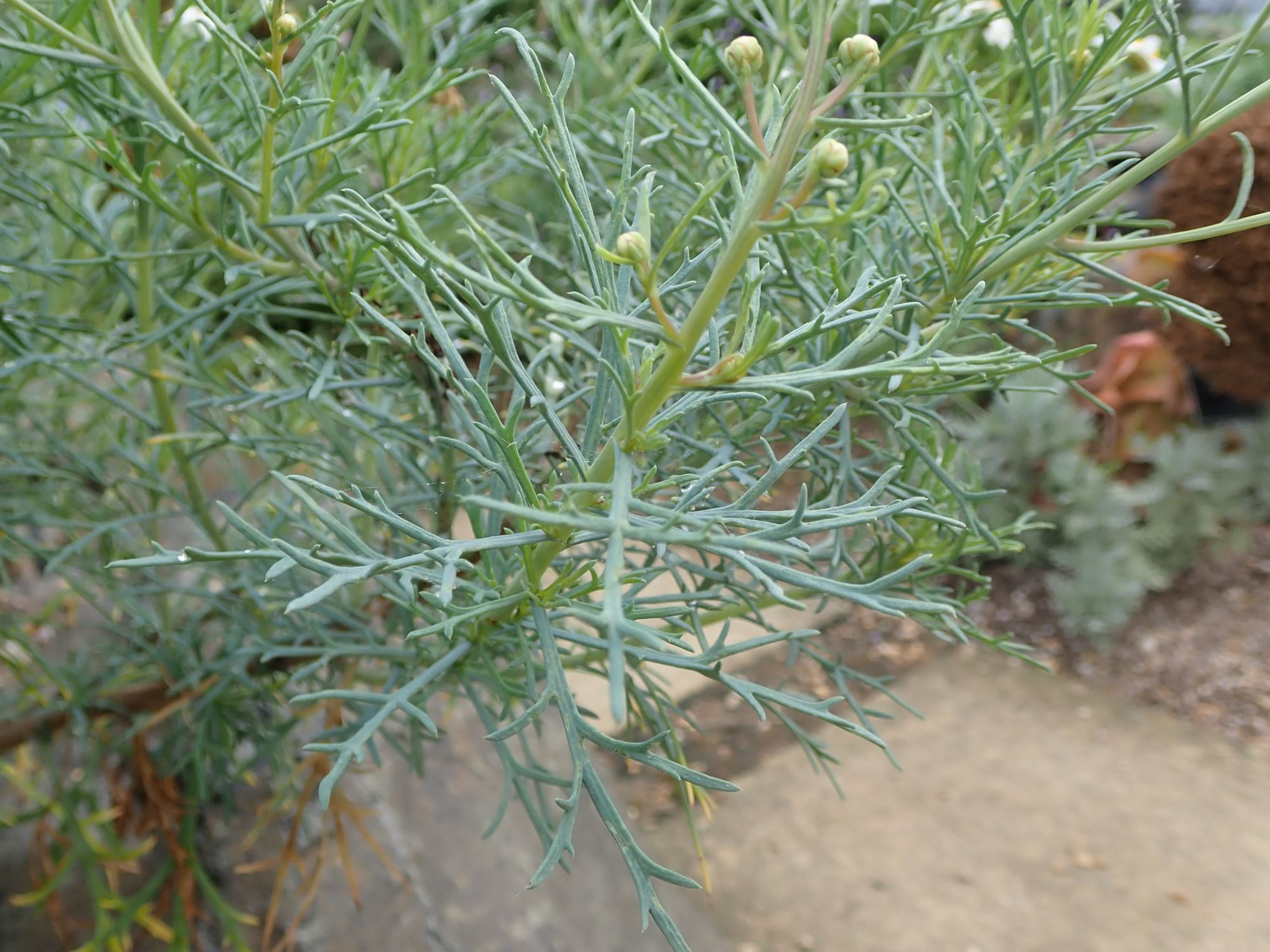 Image of Argyranthemum foeniculaceum