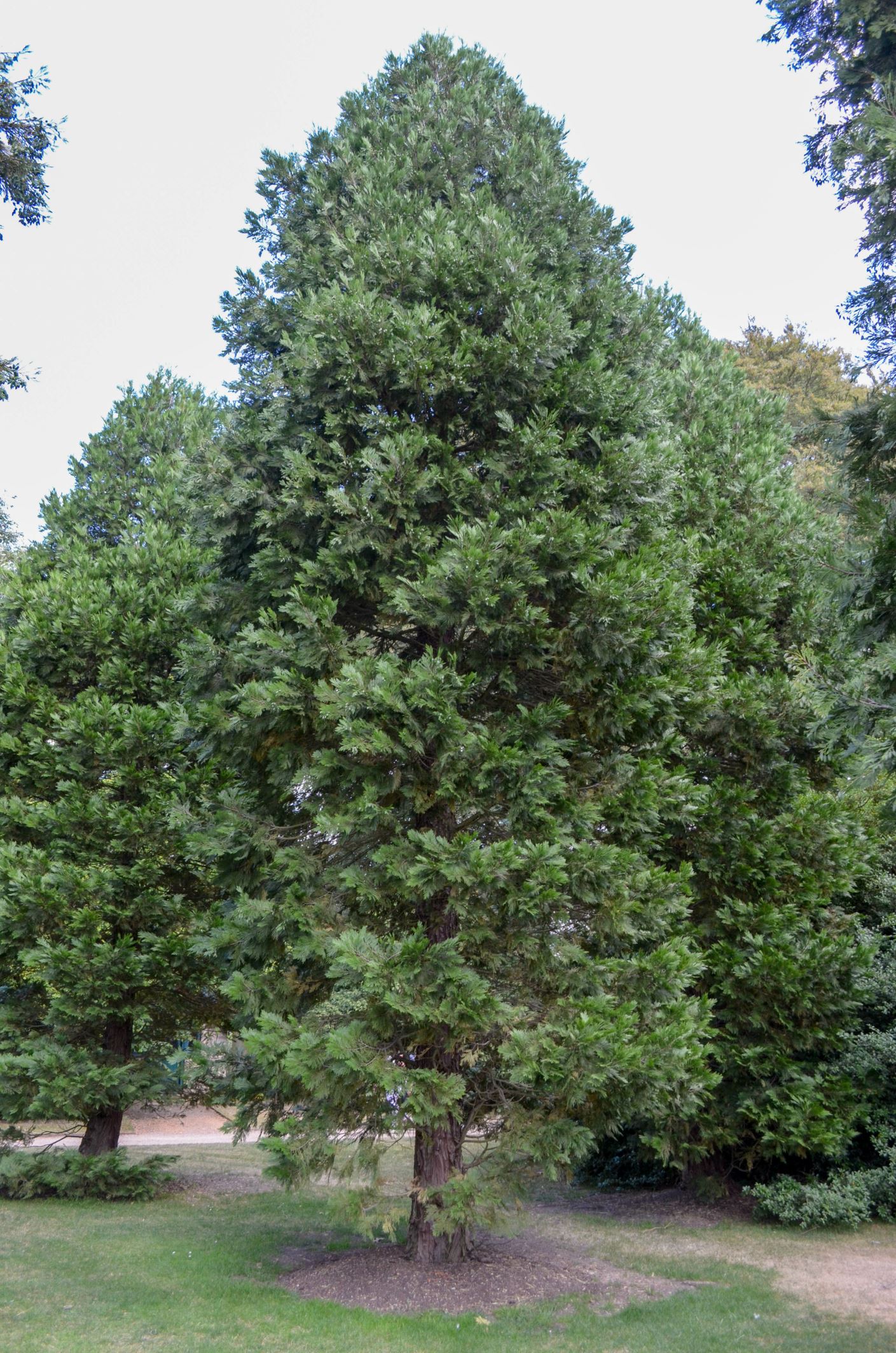 Image of Calocedrus decurrens