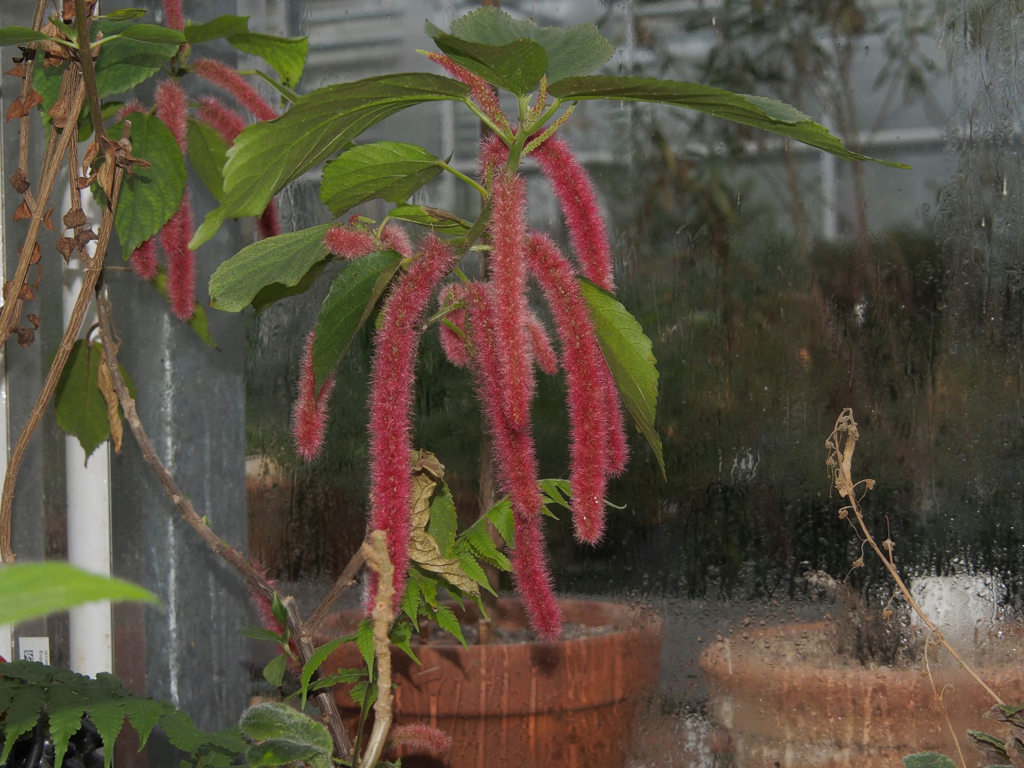 Image of Acalypha hispida