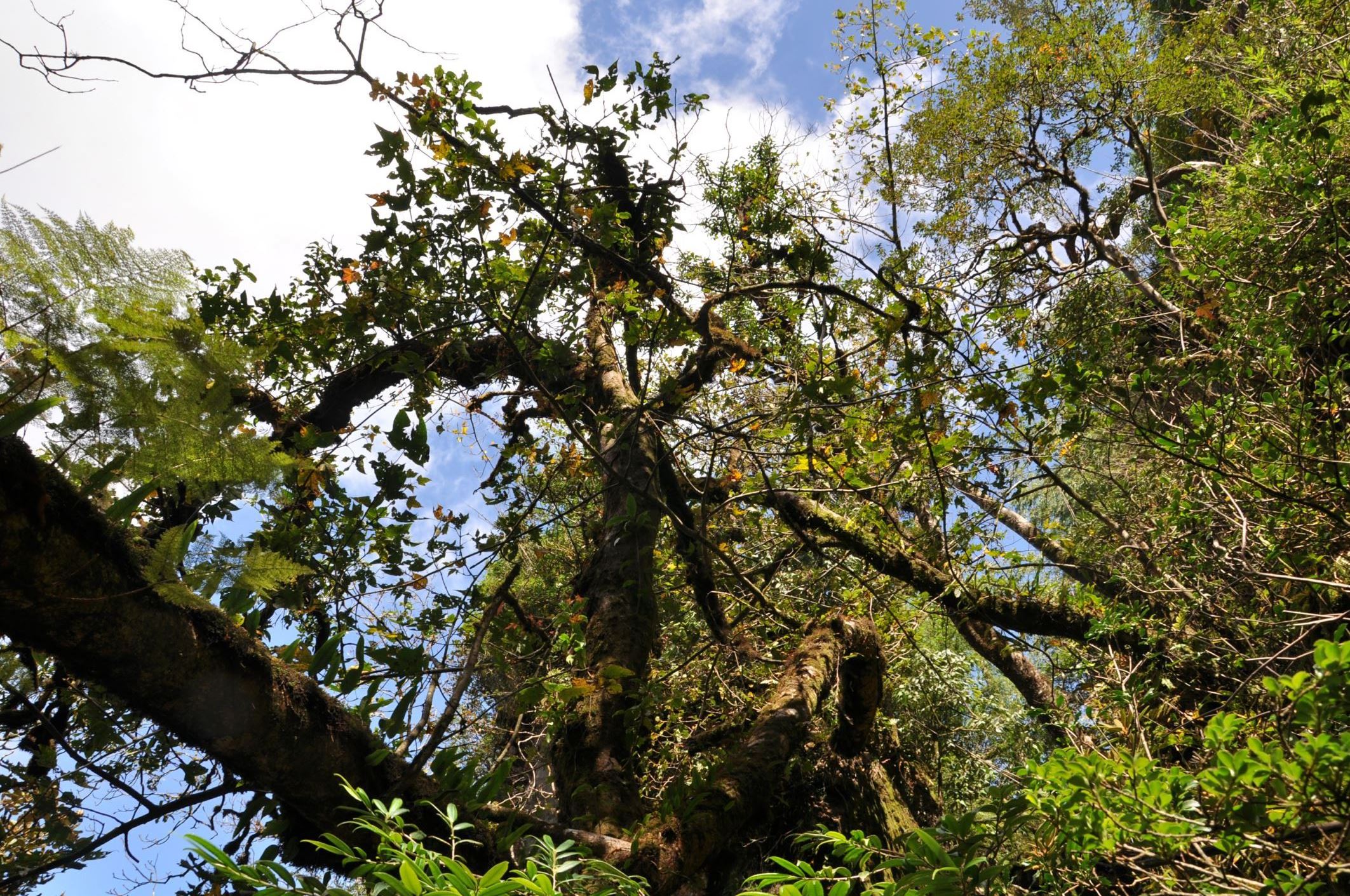 Image of Acer pectinatum