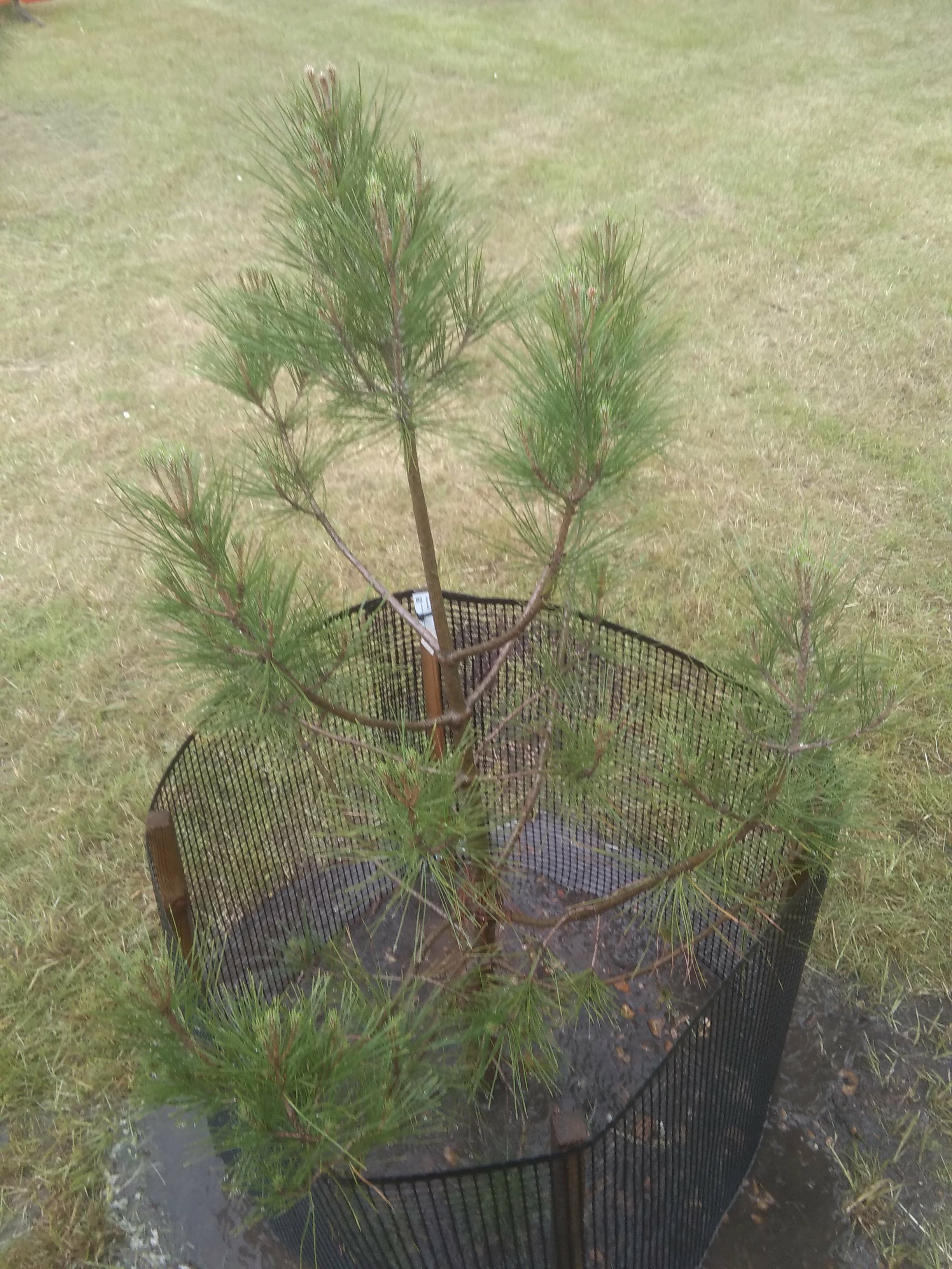 Image of Pinus brutia