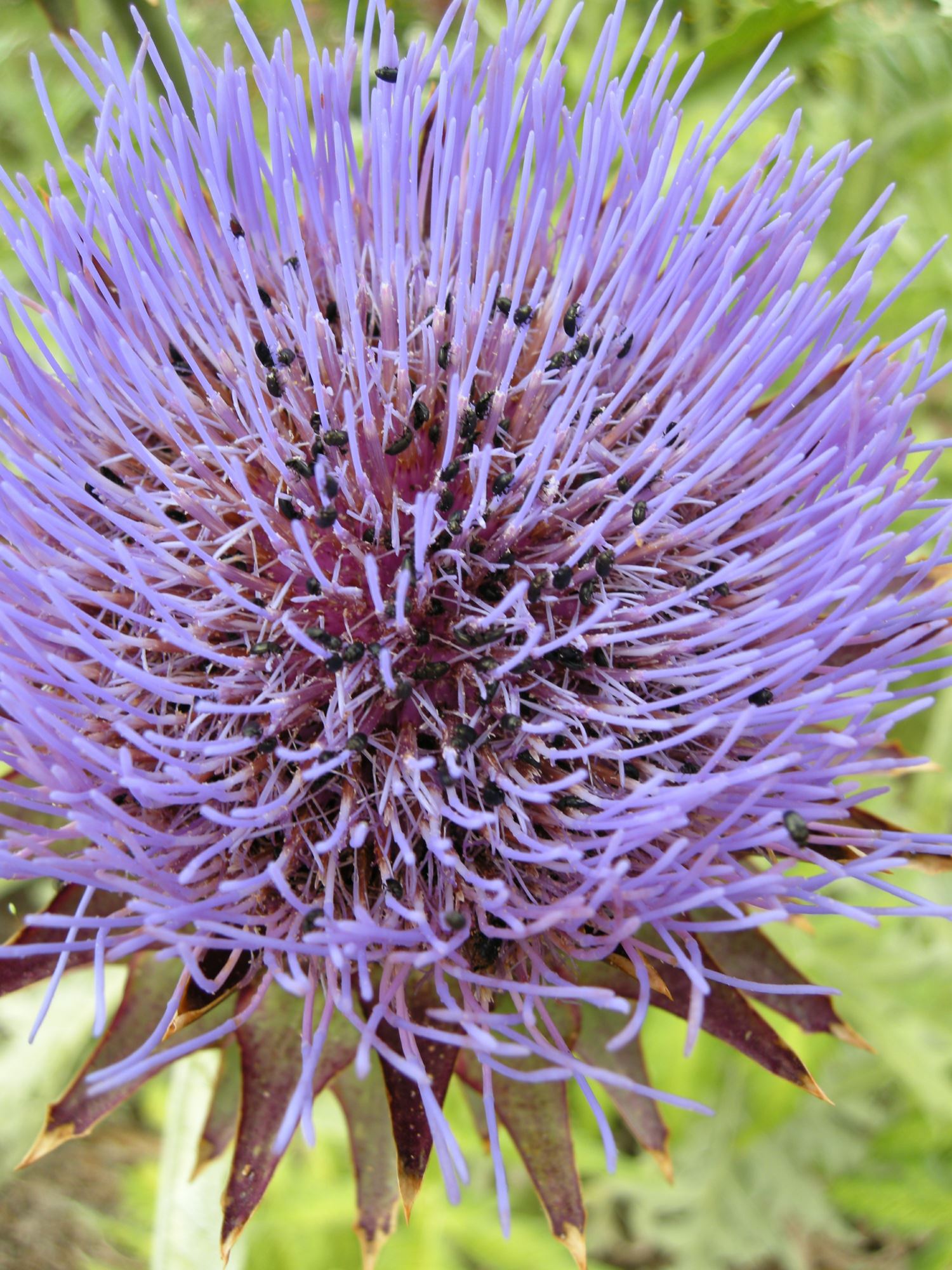 Image of Cynara scolymus
