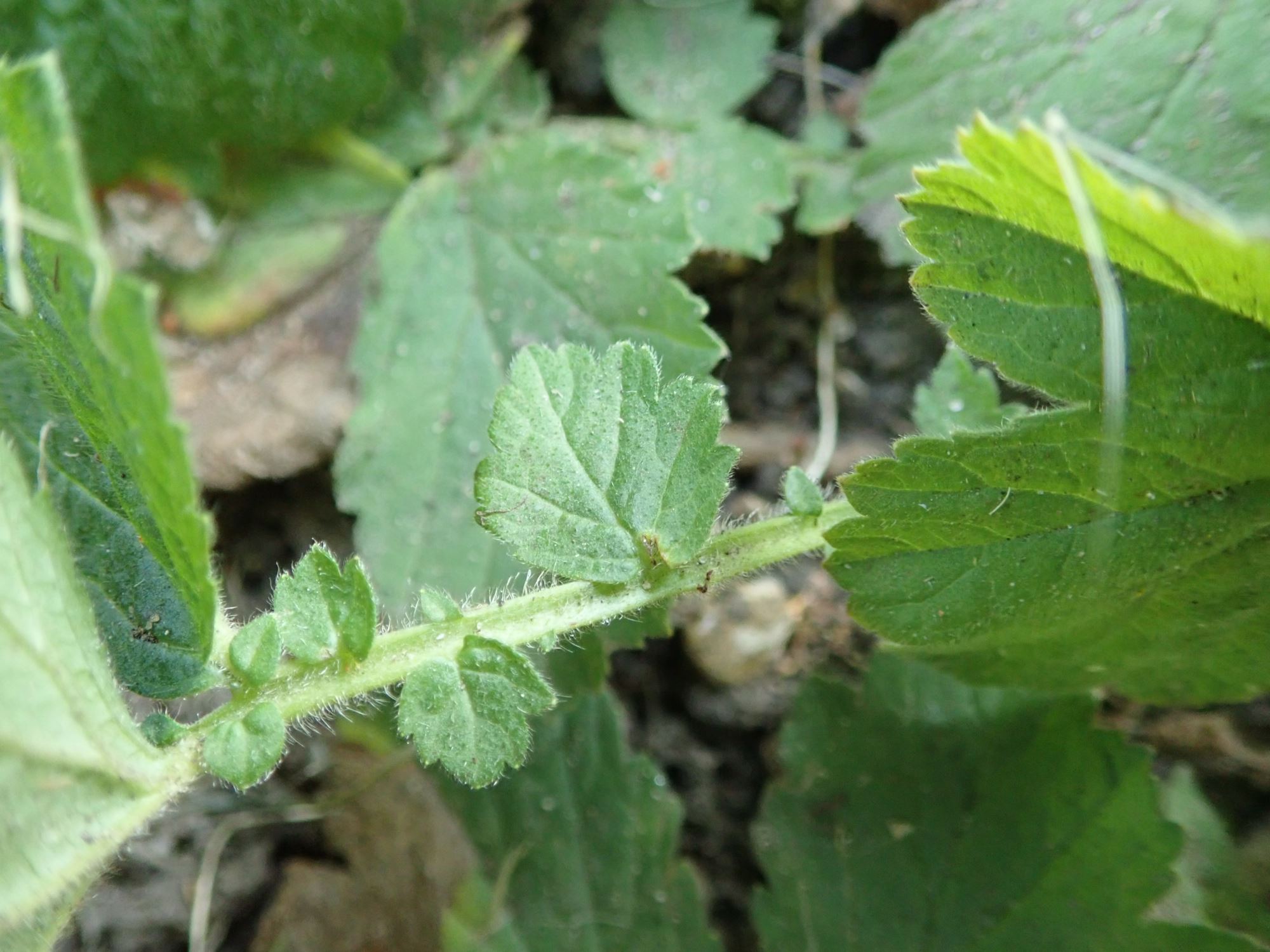 Image of Geum triflorum