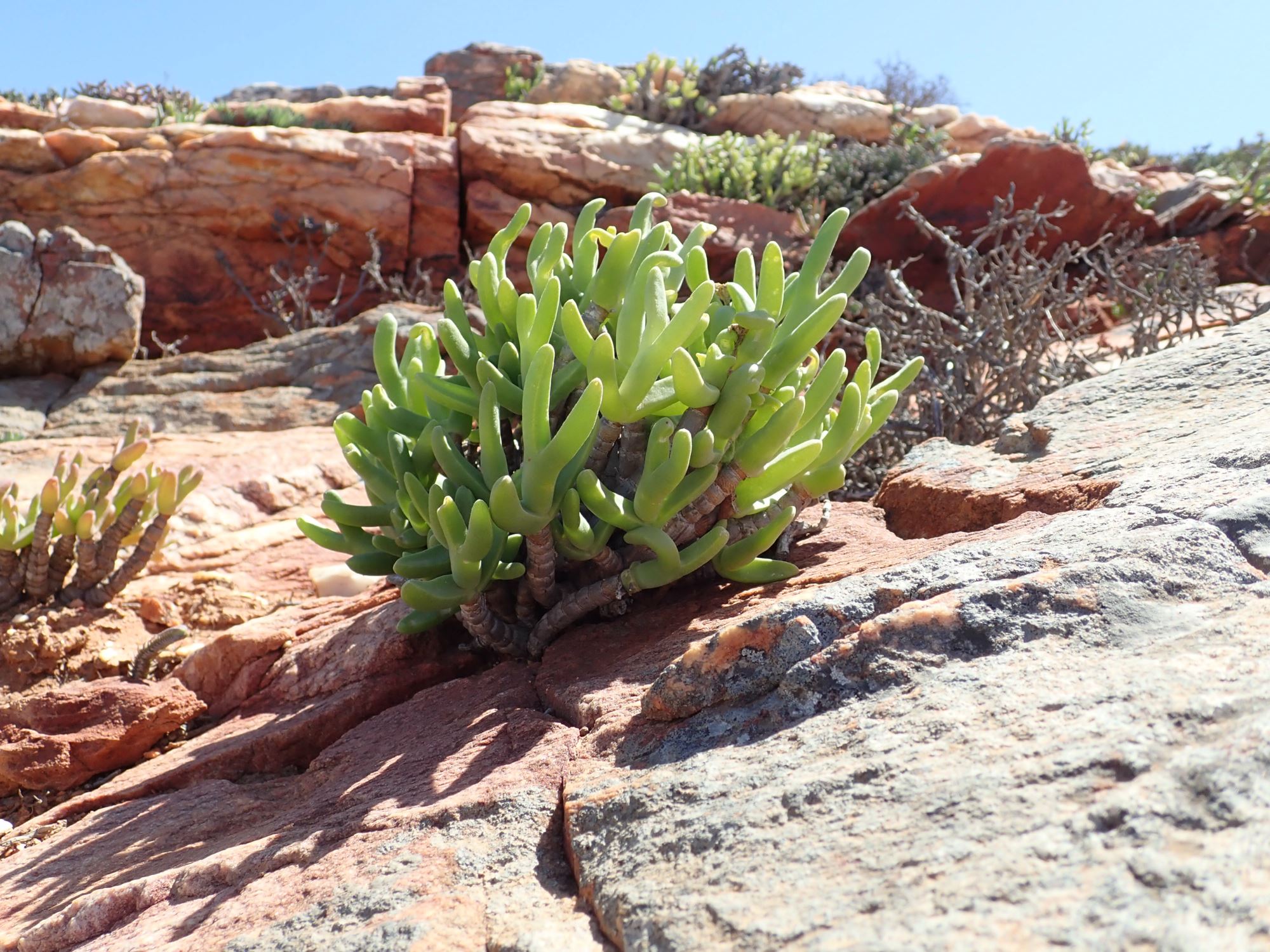 Image of Amphibolia sp.