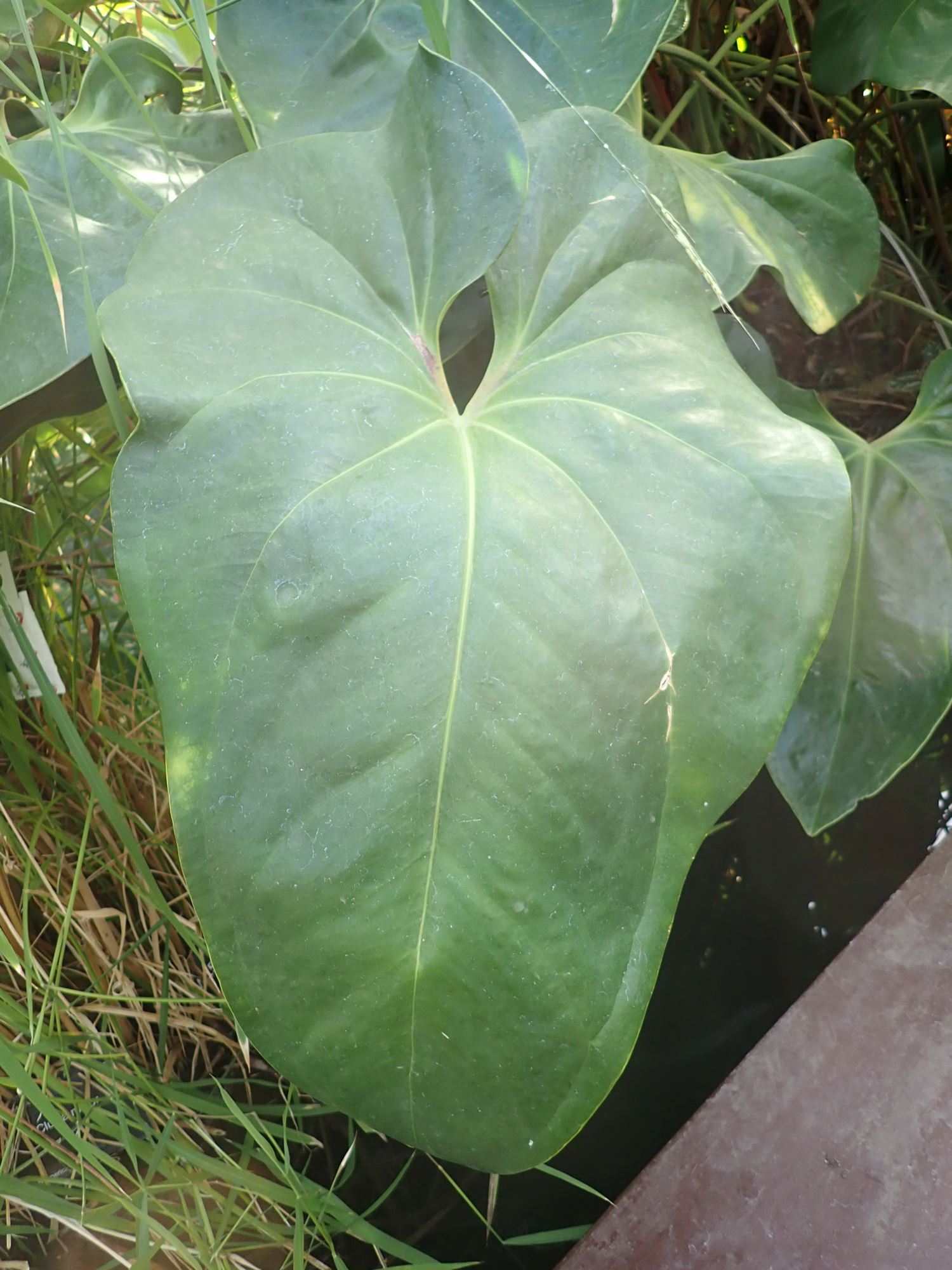 Image of Anthurium verapazense