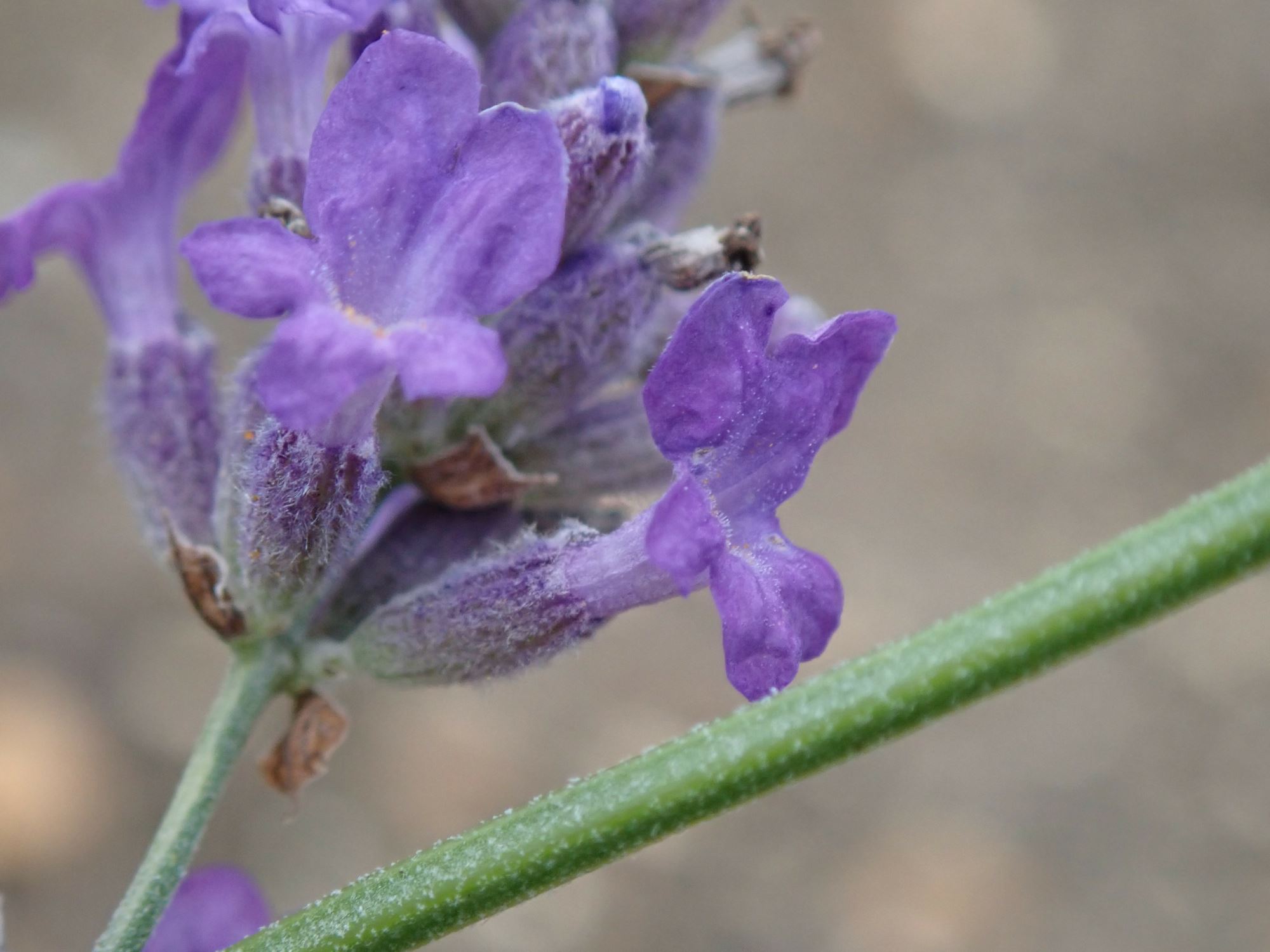Image of Lavandula angustifolia 'Bridestowe Phillipa'