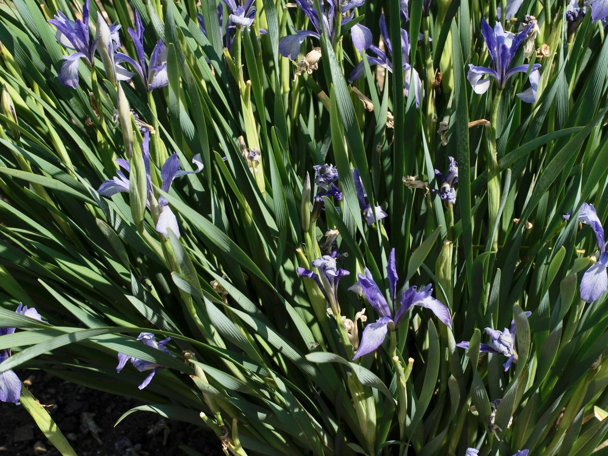 Image of Iris foetidissima