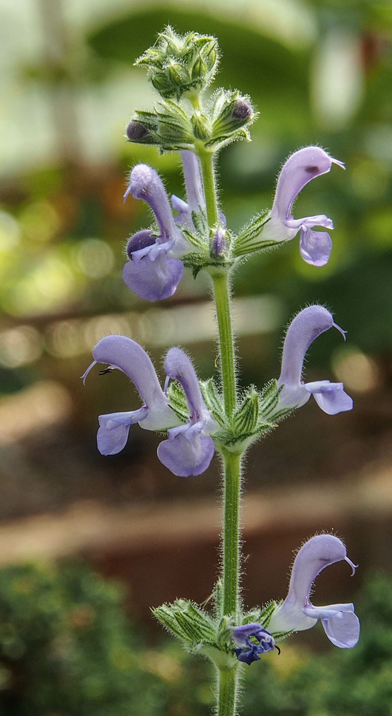 Image of Salvia cyanescens