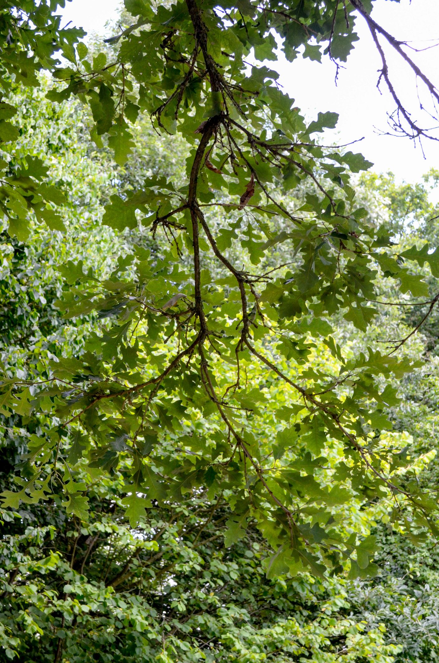 Image of Quercus macrocarpa