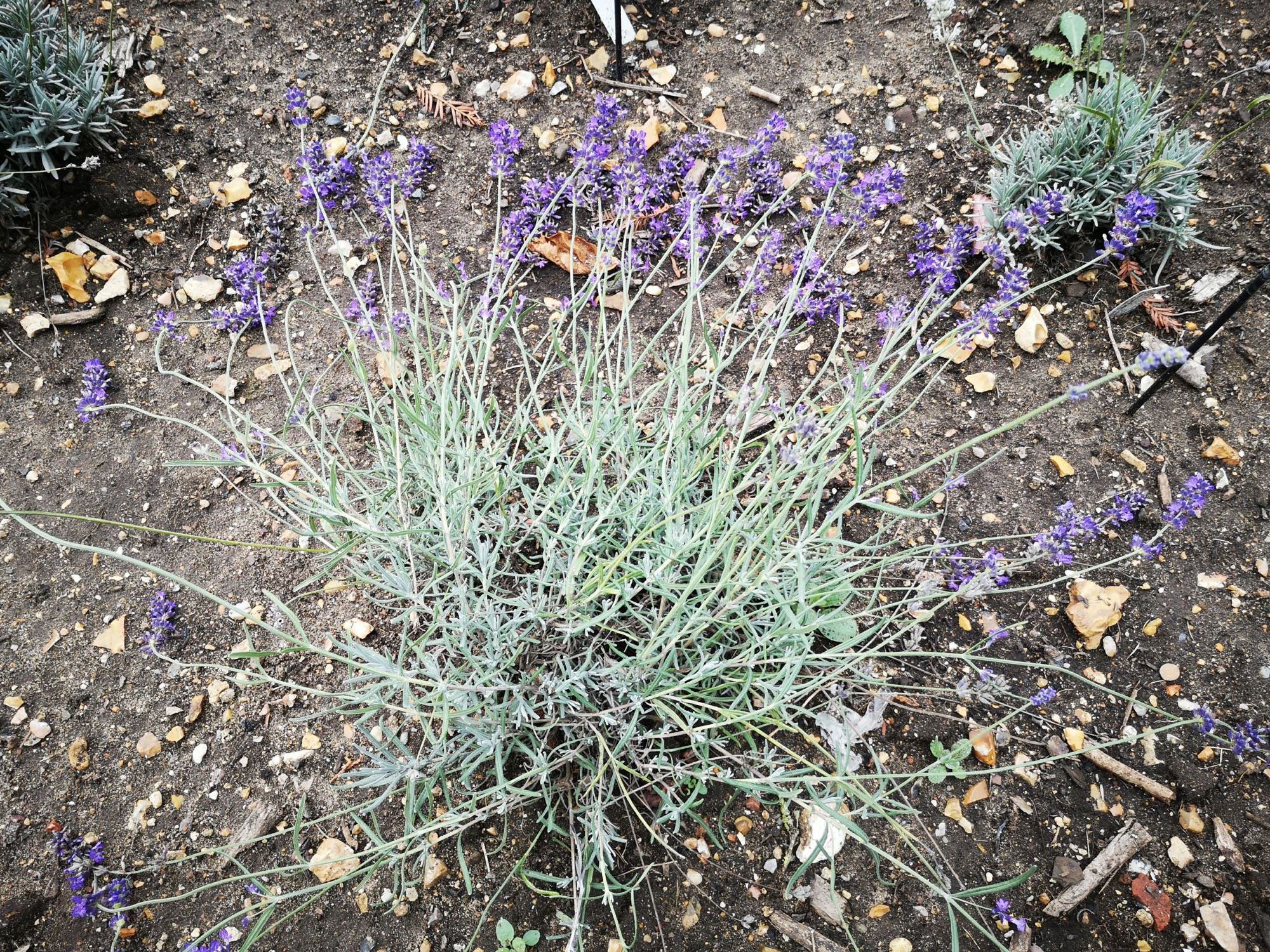 Image of Lavandula angustifolia 'Bridestowe Phillipa'