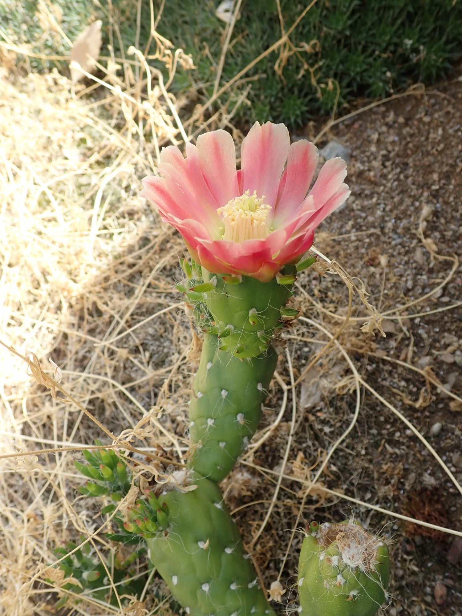 Image of Austrocylindropuntia subulata subsp. subulata