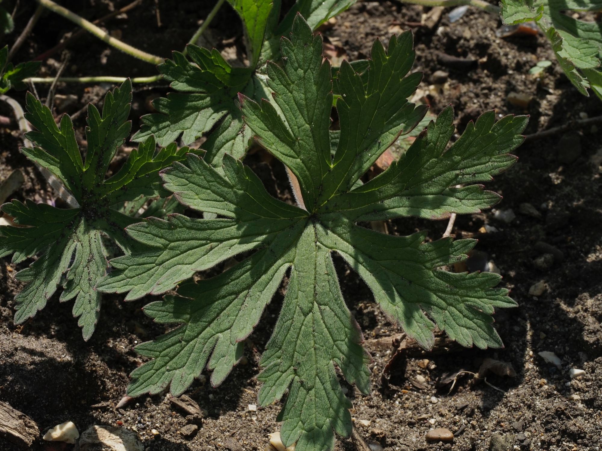 Image of Geranium pratense var. stewartianum 'Elizabeth Yeo'