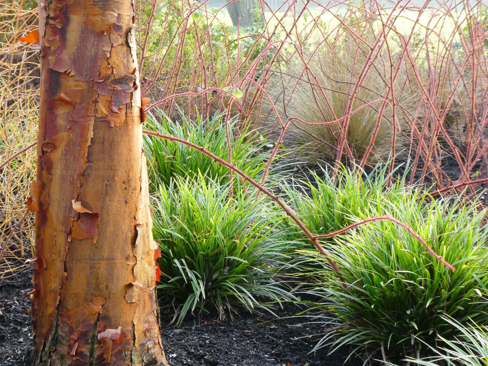Image of Acer griseum