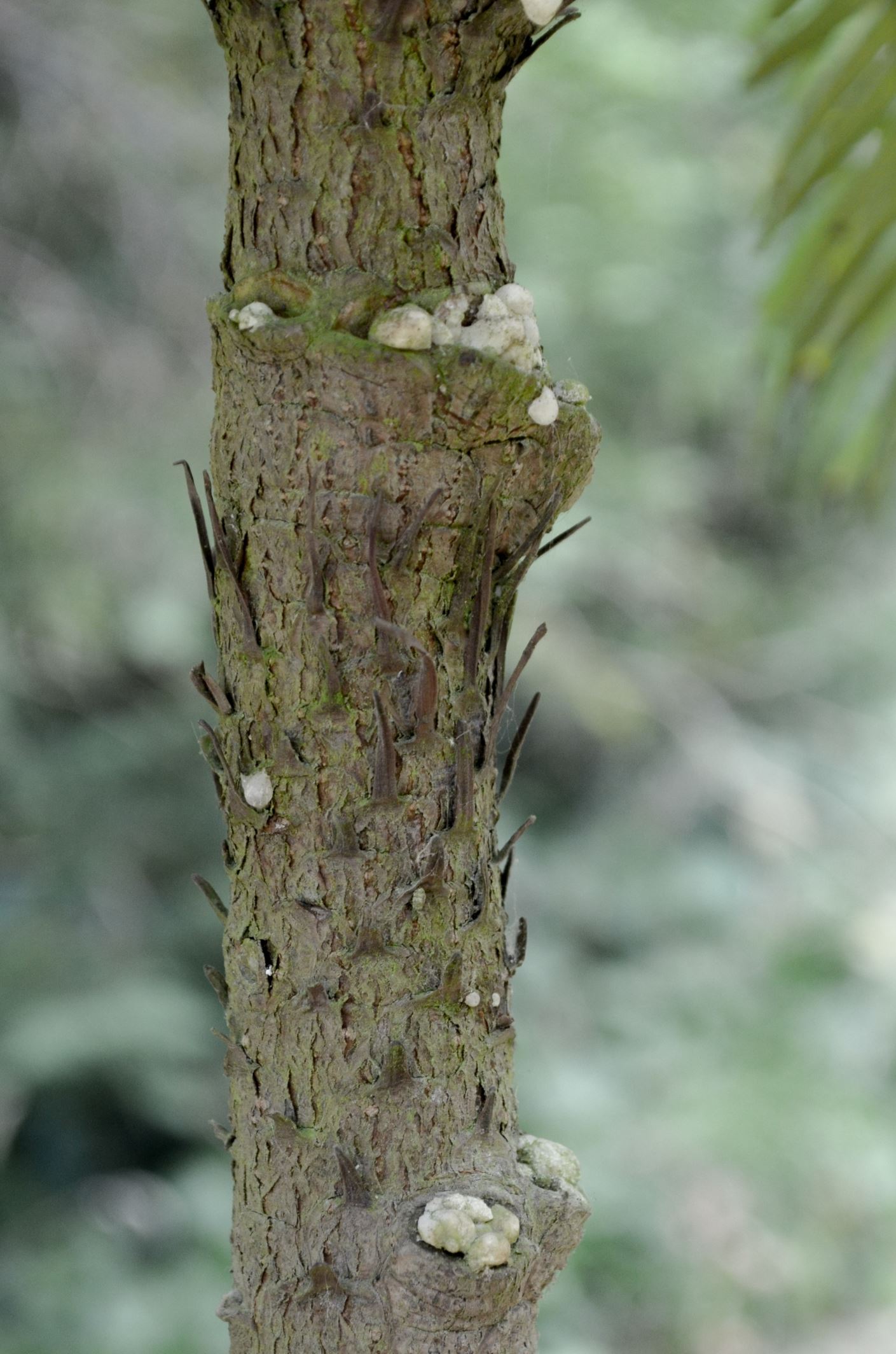 Image of Wollemia nobilis