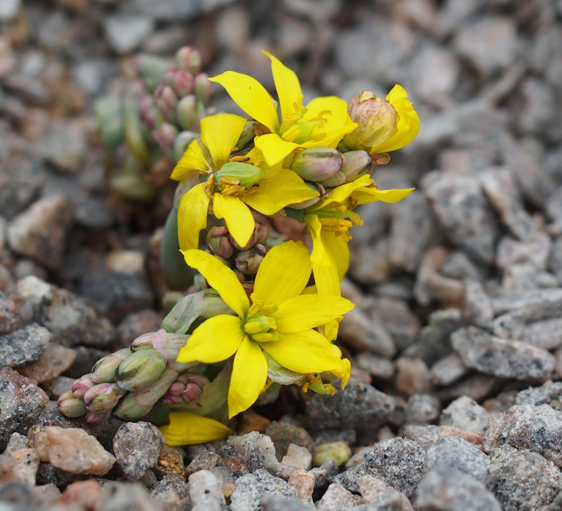 Image of Bongardia chrysogonum