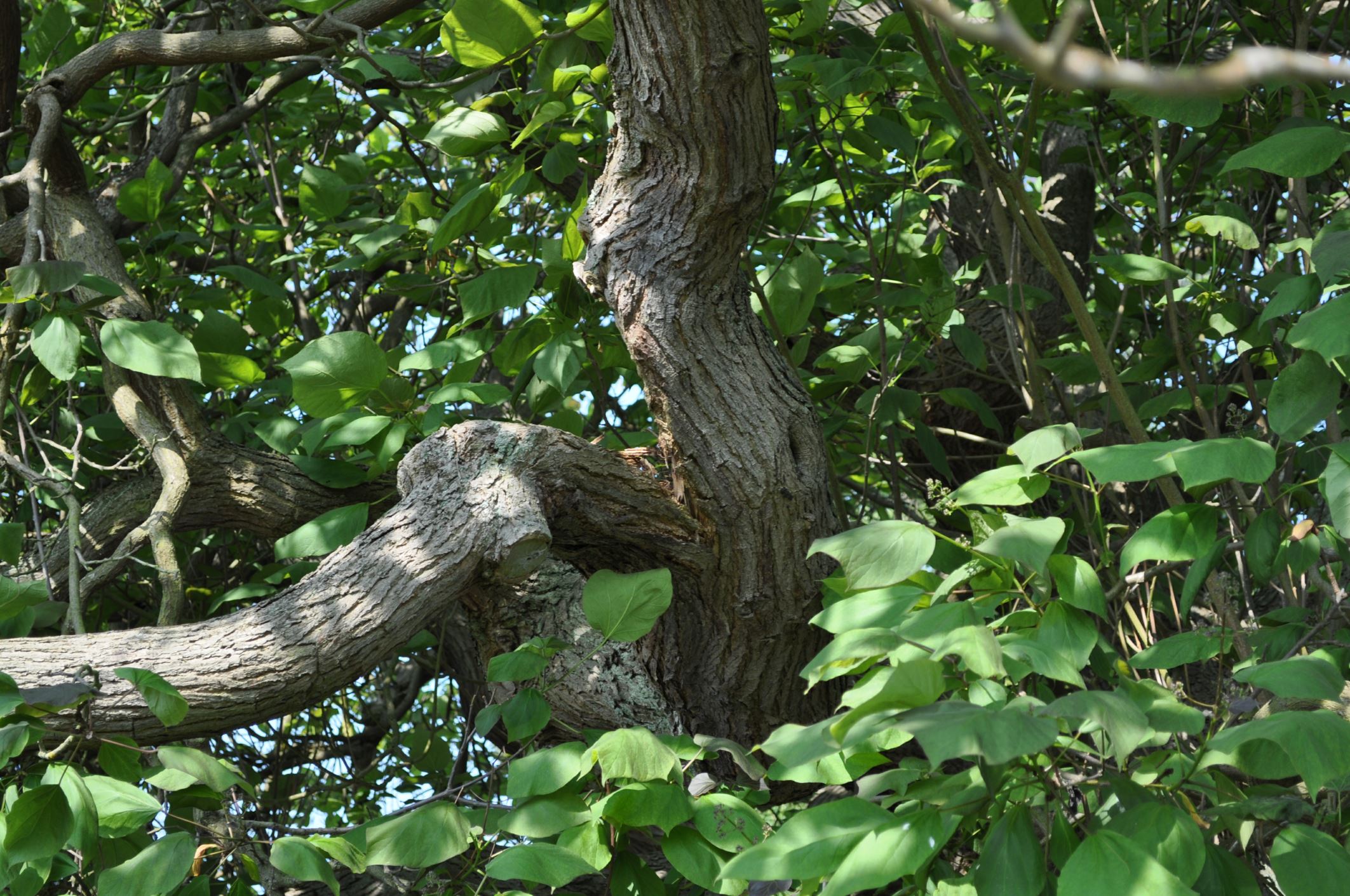 Image of Catalpa Ã— erubescens 'Purpurea'