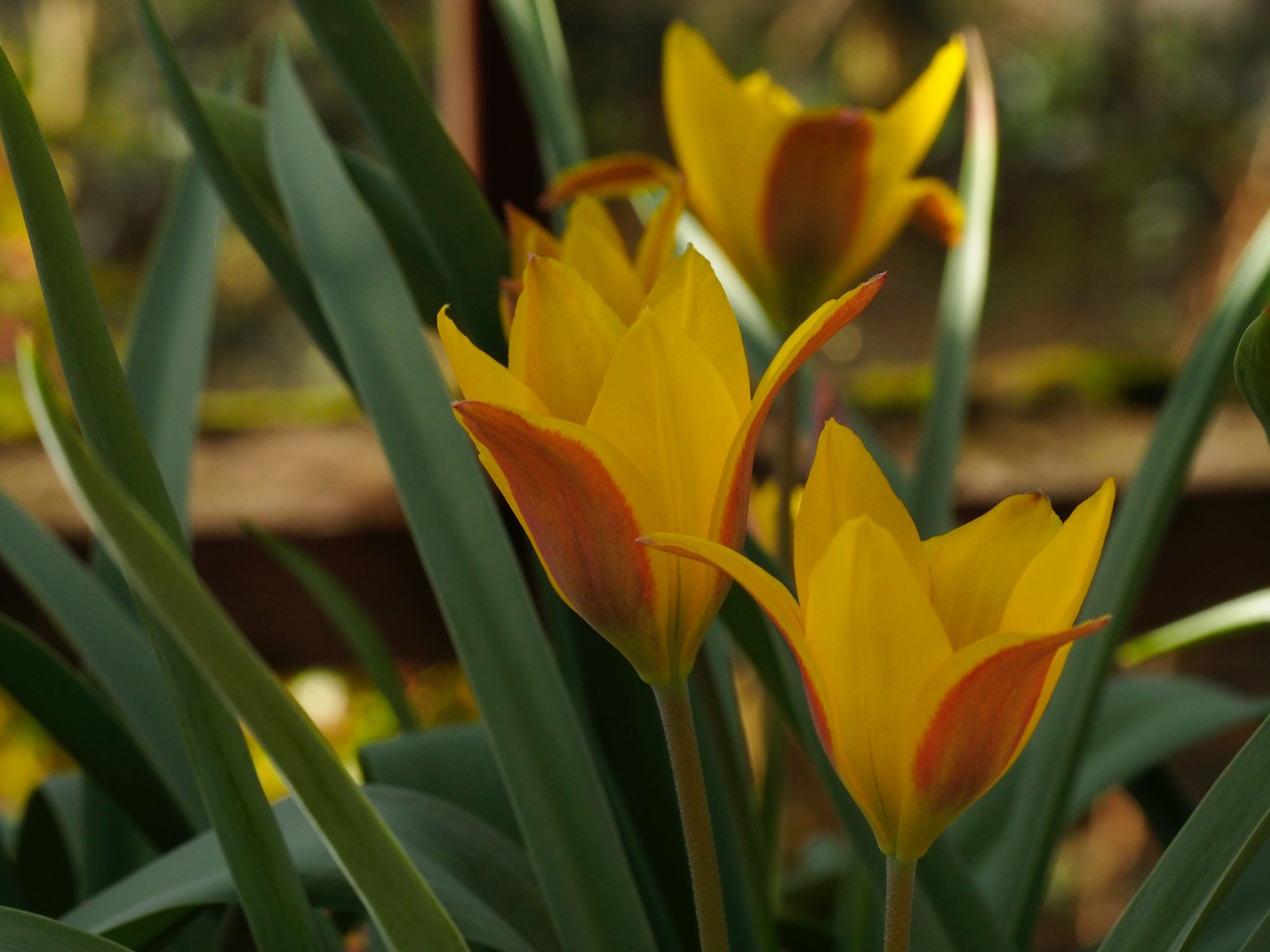 Image of Tulipa kolpakowskiana