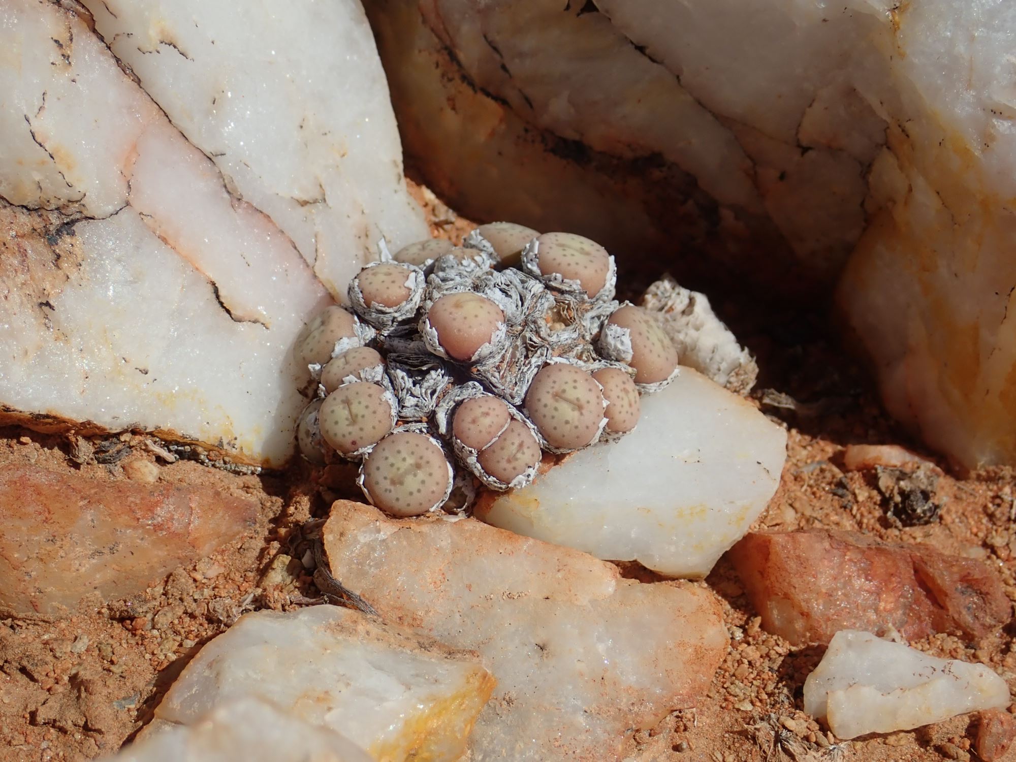 Image of Conophytum breve