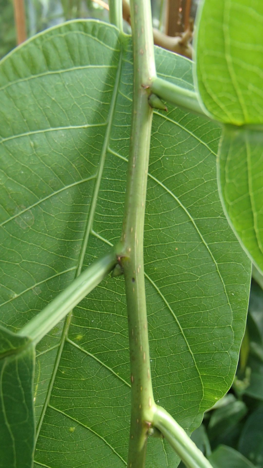 Image of Passiflora emarginata
