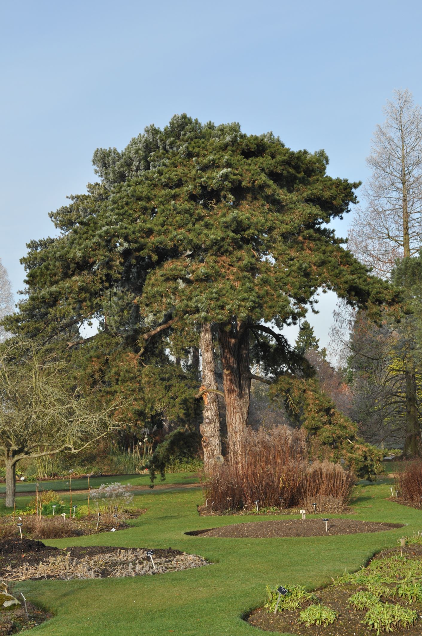 Image of Pinus nigra subsp. nigra