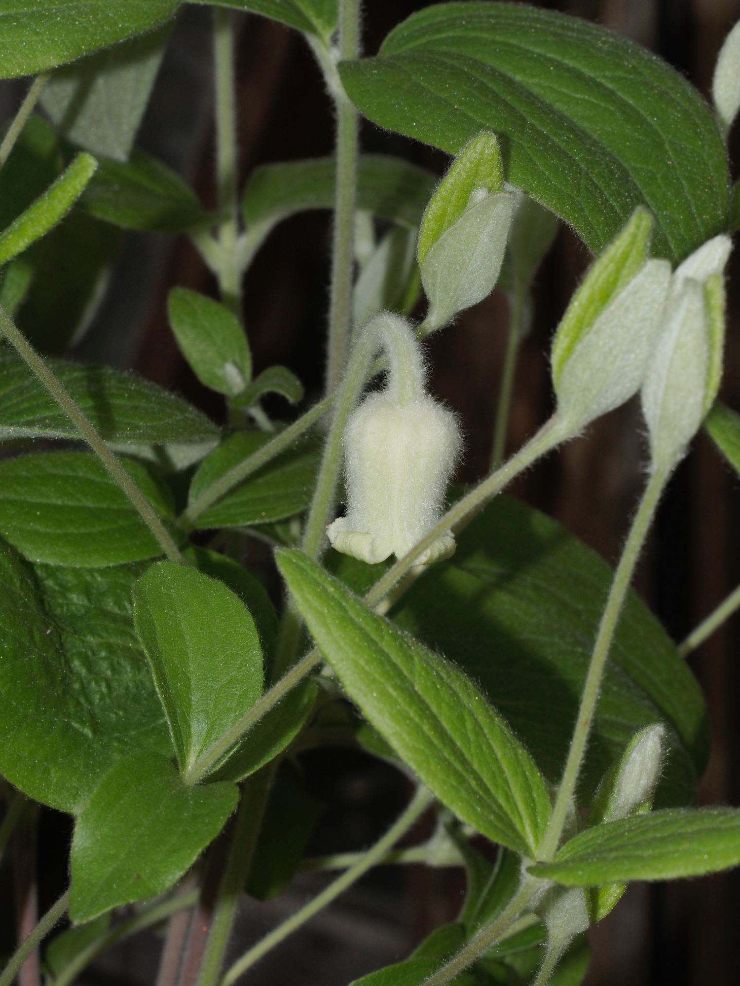 Image of Clematis coactilis