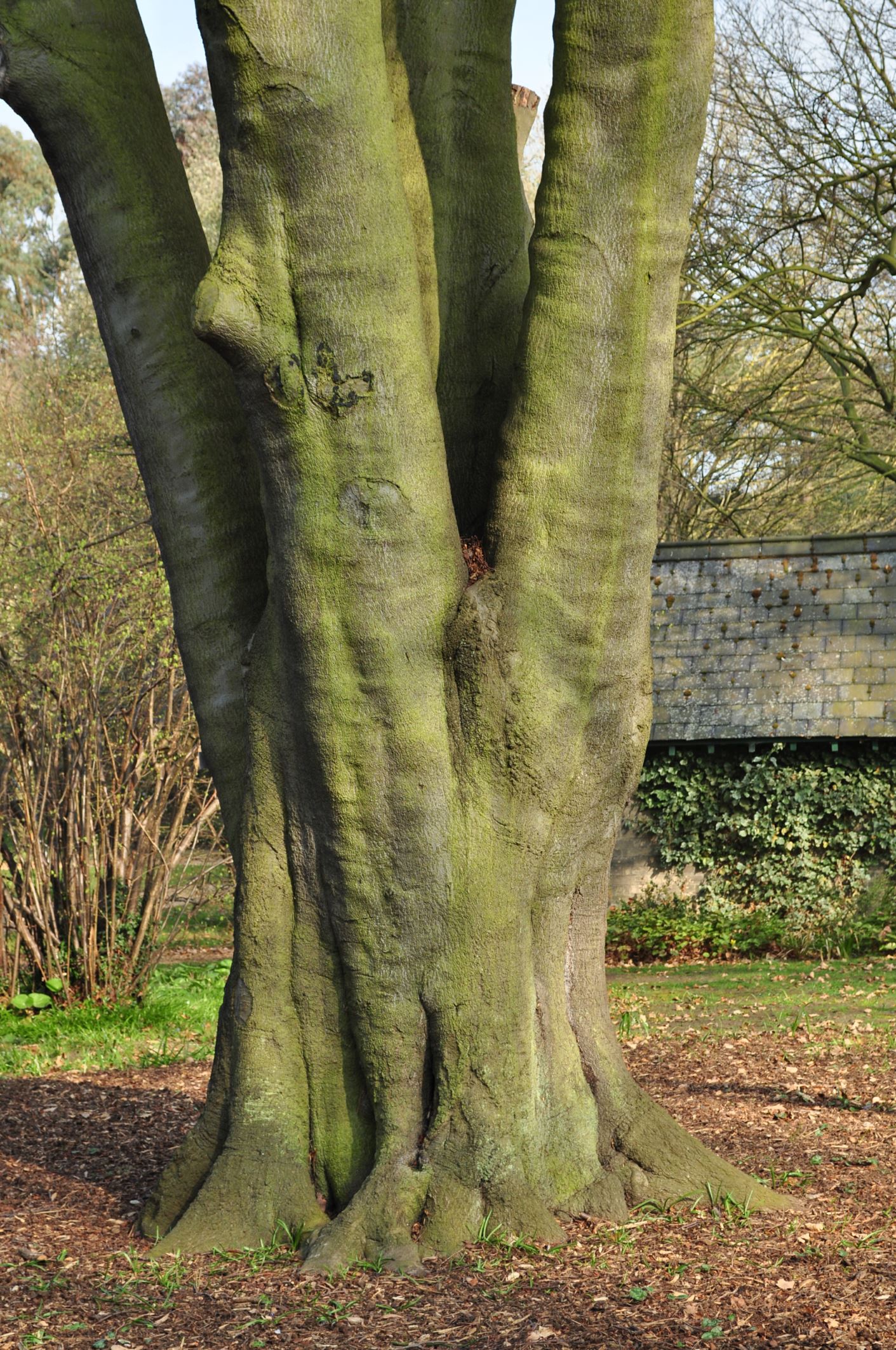 Image of Fagus sylvatica 'Laciniata'