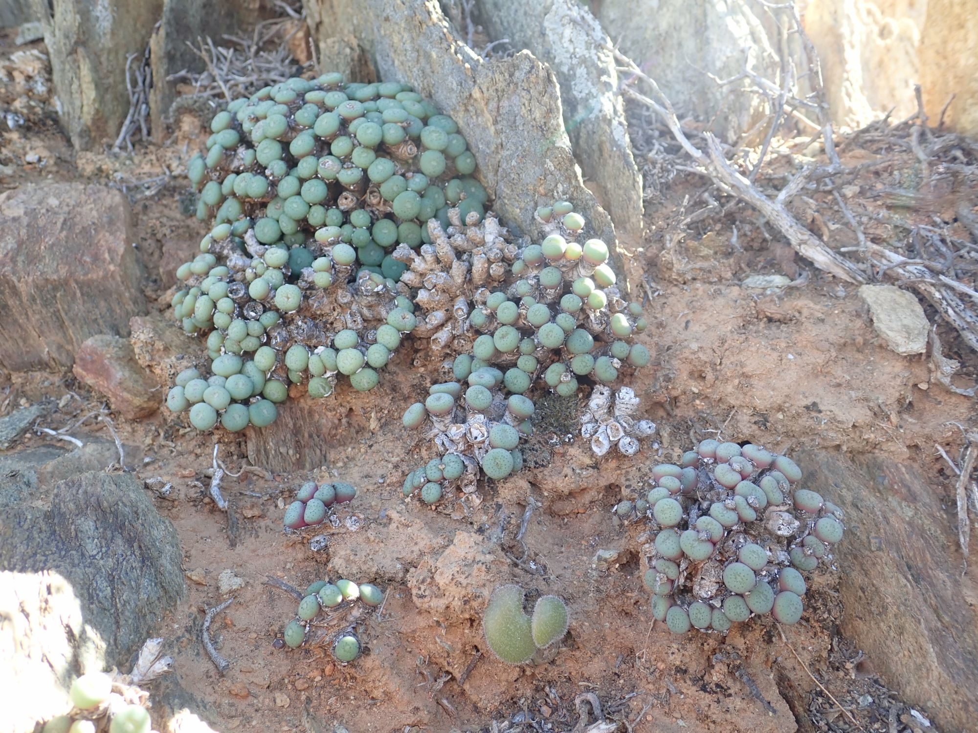 Image of Conophytum reconditum