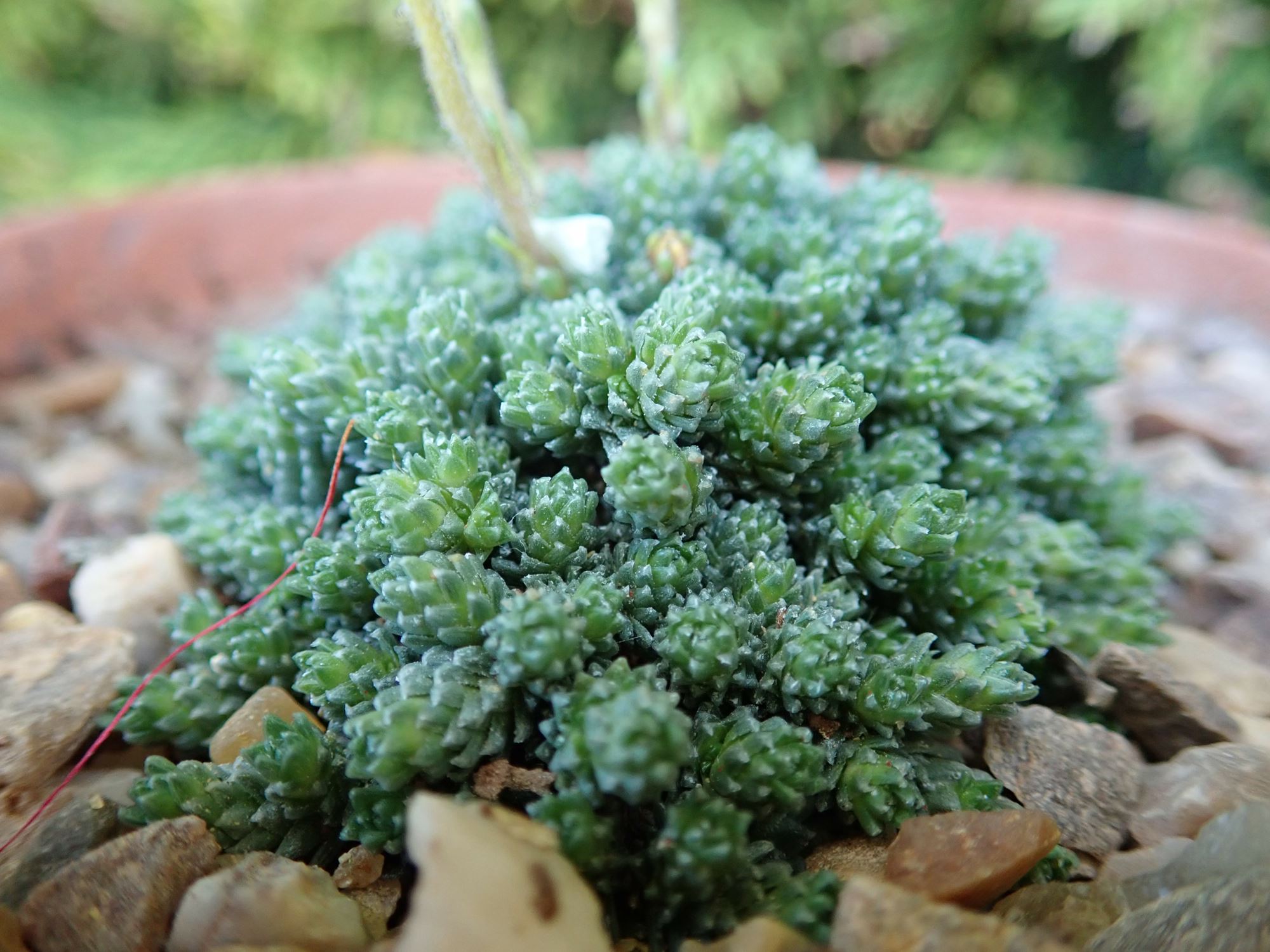 Image of Saxifraga tombeanensis