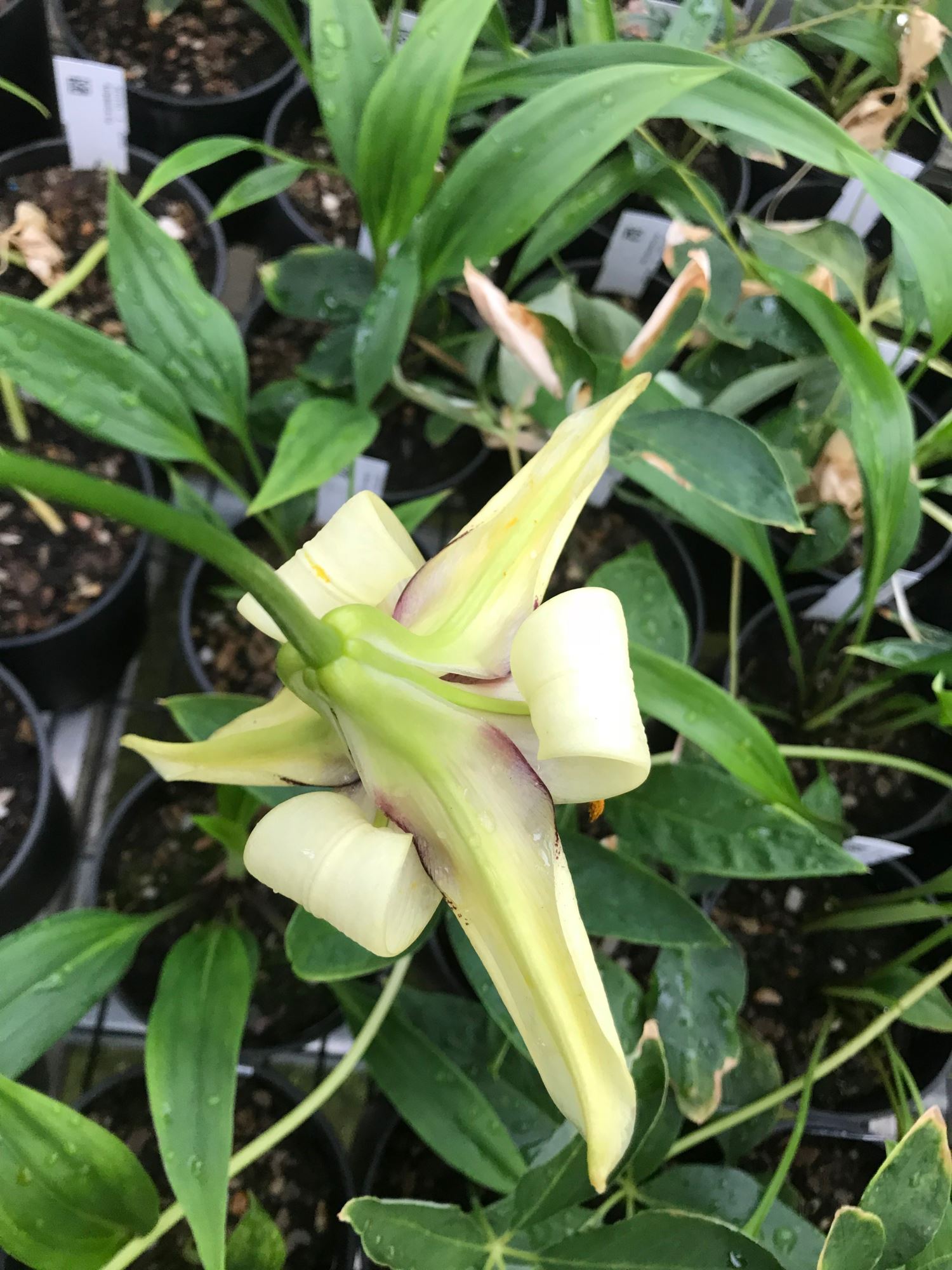 Image of Lilium poilanei