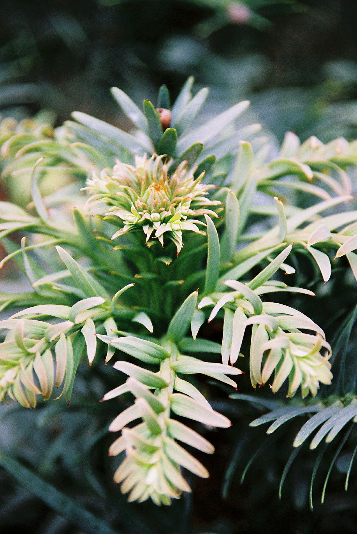 Image of Wollemia nobilis
