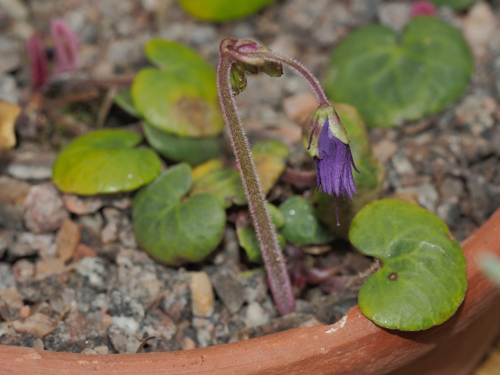 Image of Soldanella villosa
