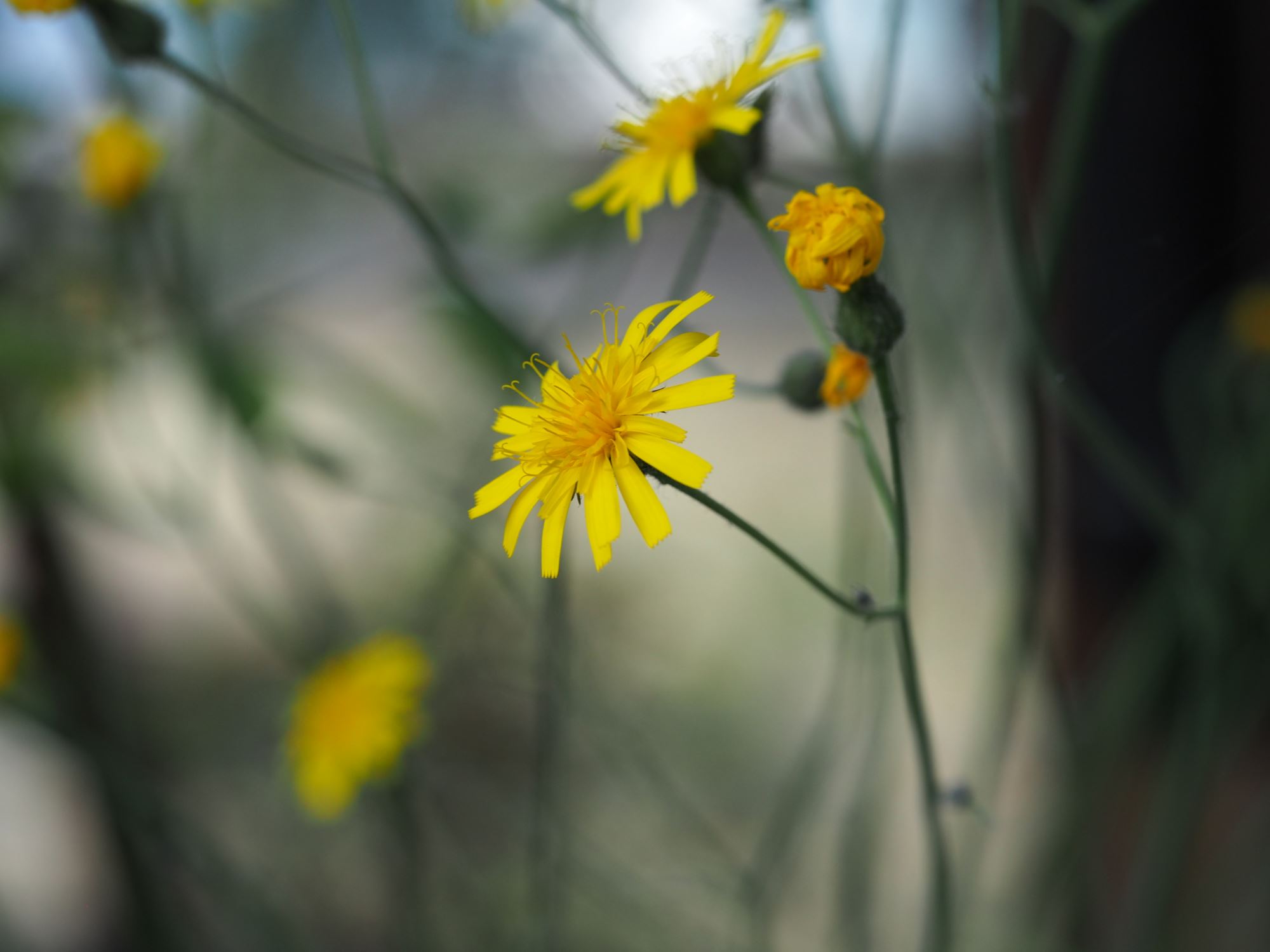 Image of Hieracium maculatum subsp. maculatum