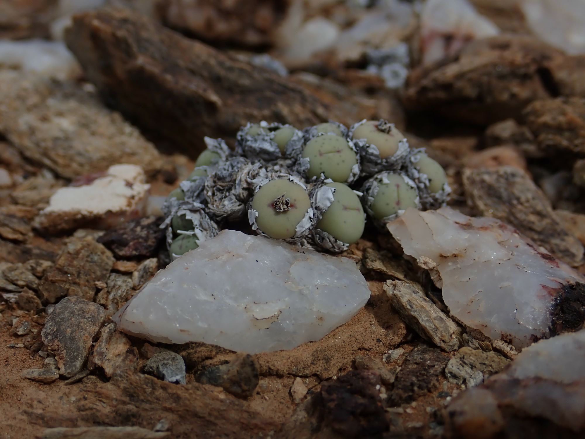 Image of Conophytum stevens-jonesianum