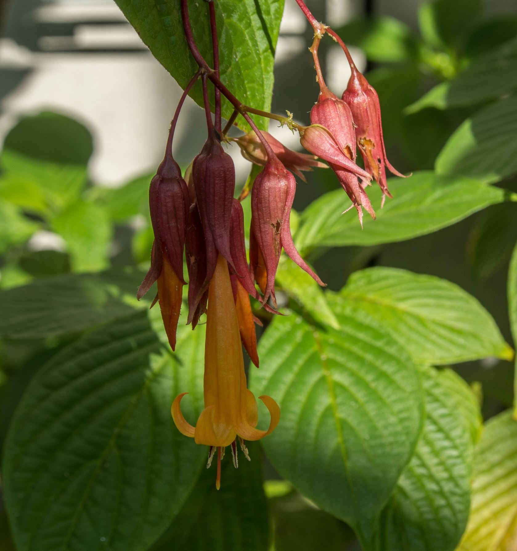 Image of Deppea splendens