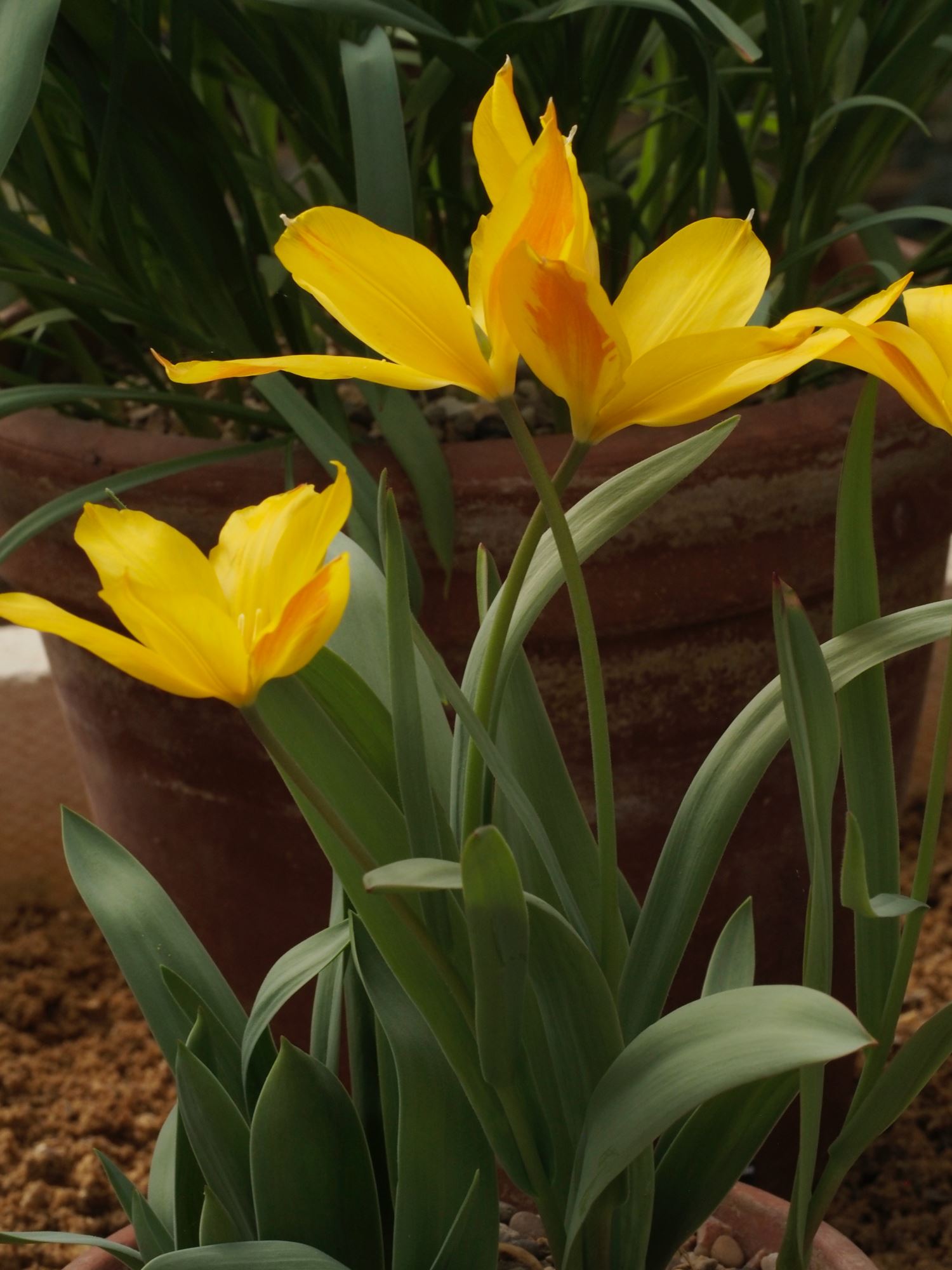 Image of Tulipa heweri