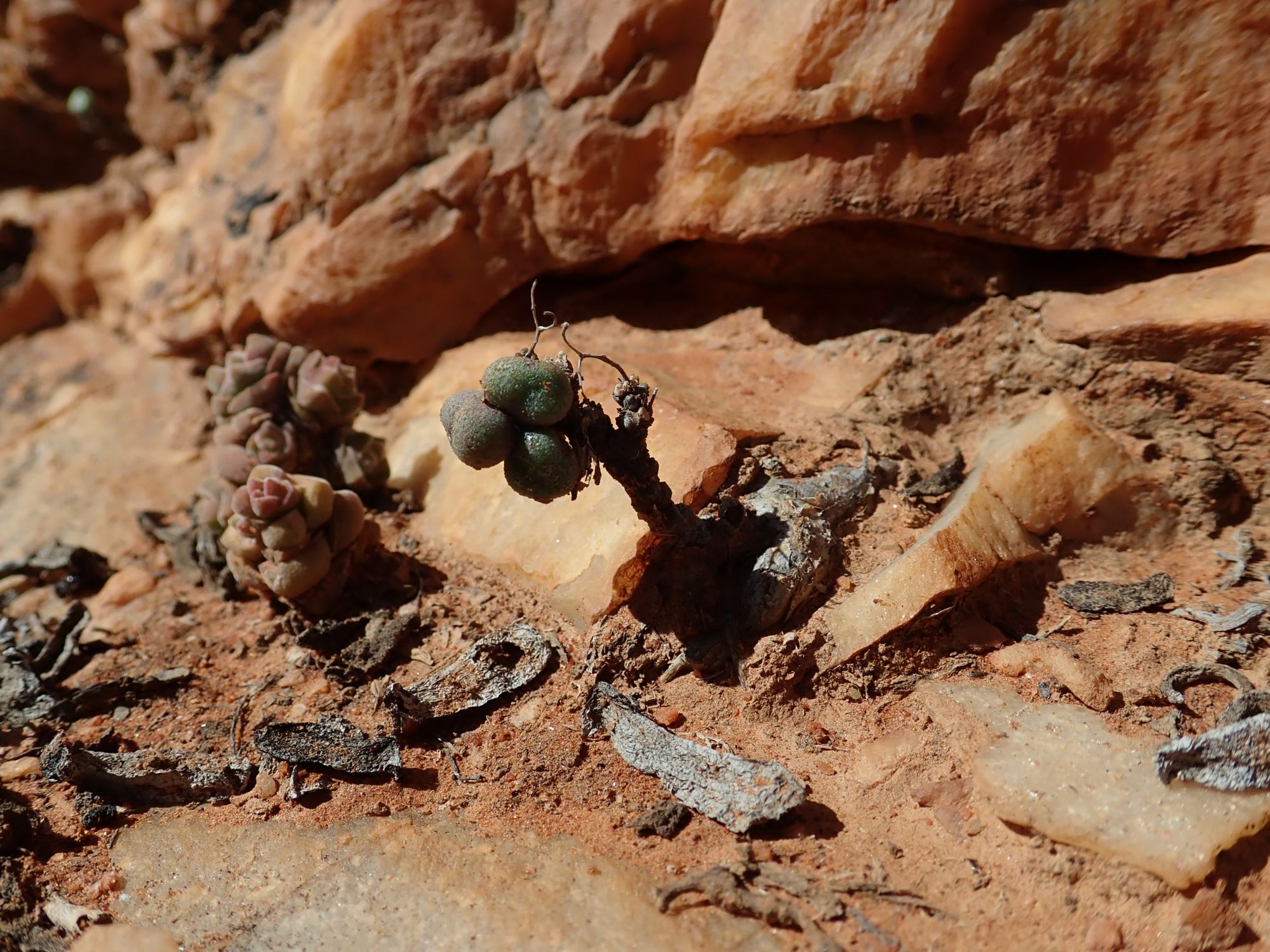 Image of Tylecodon similis