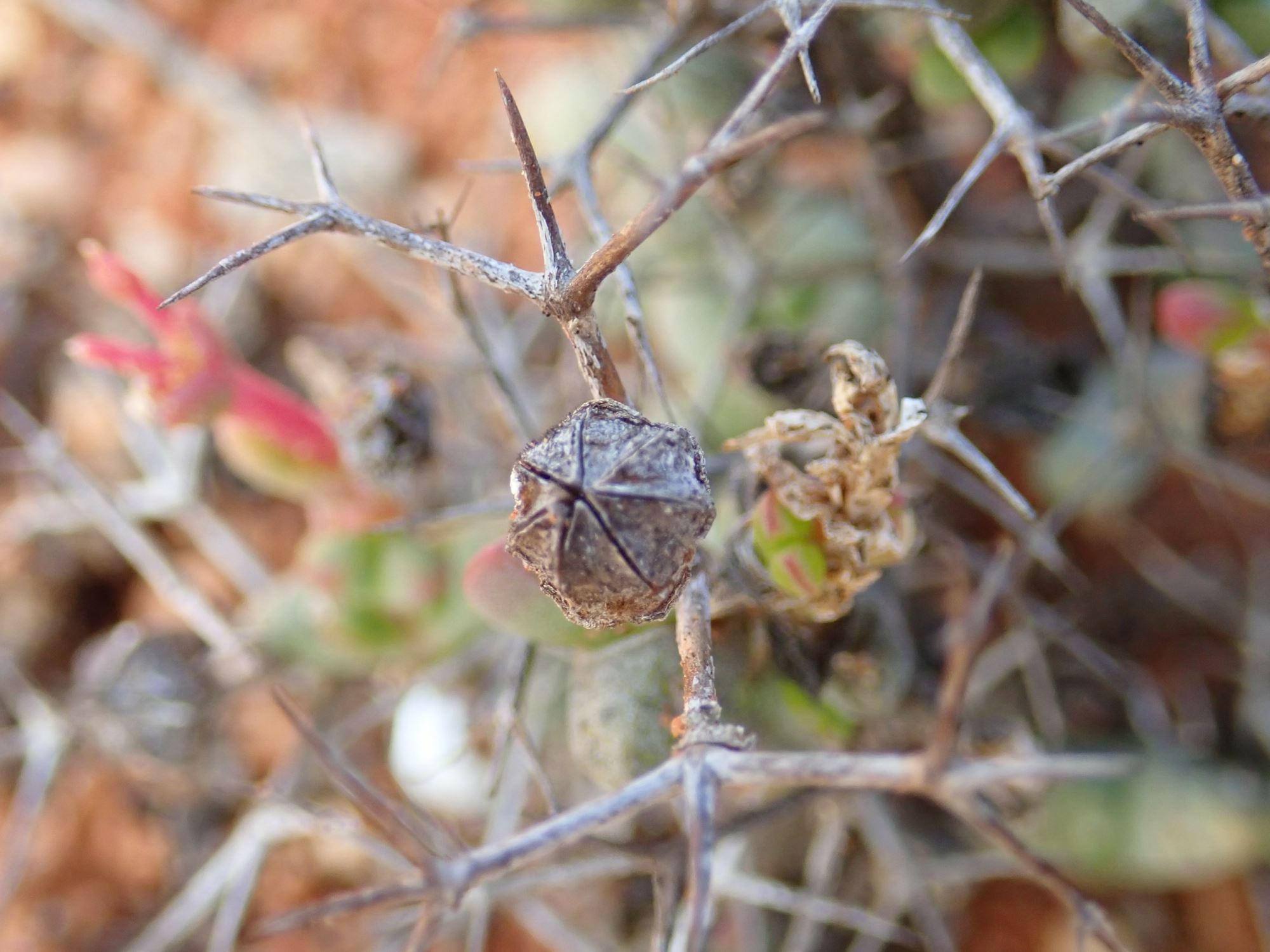 Image of Schlechteranthus stylosus