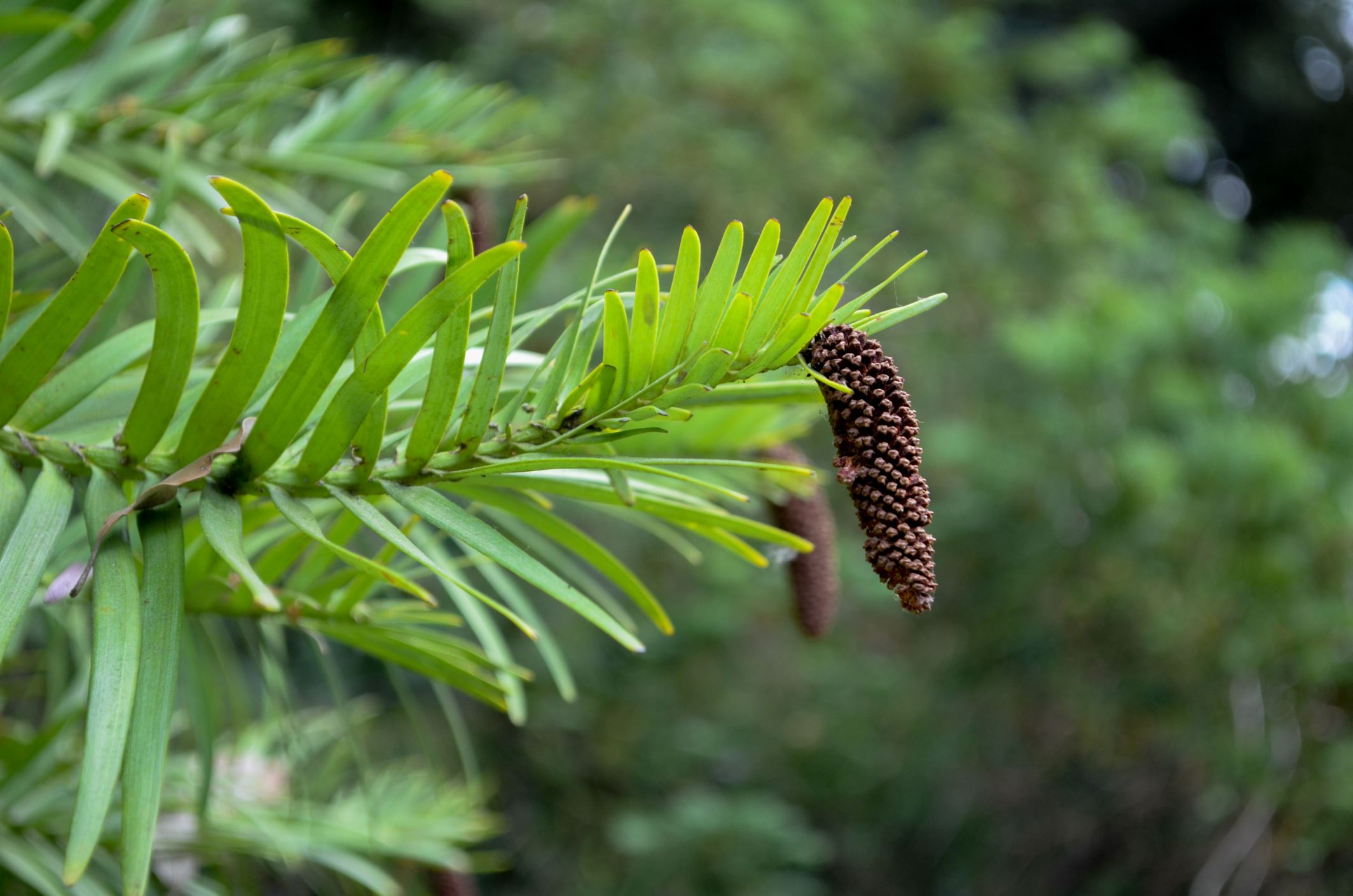 Image of Wollemia nobilis