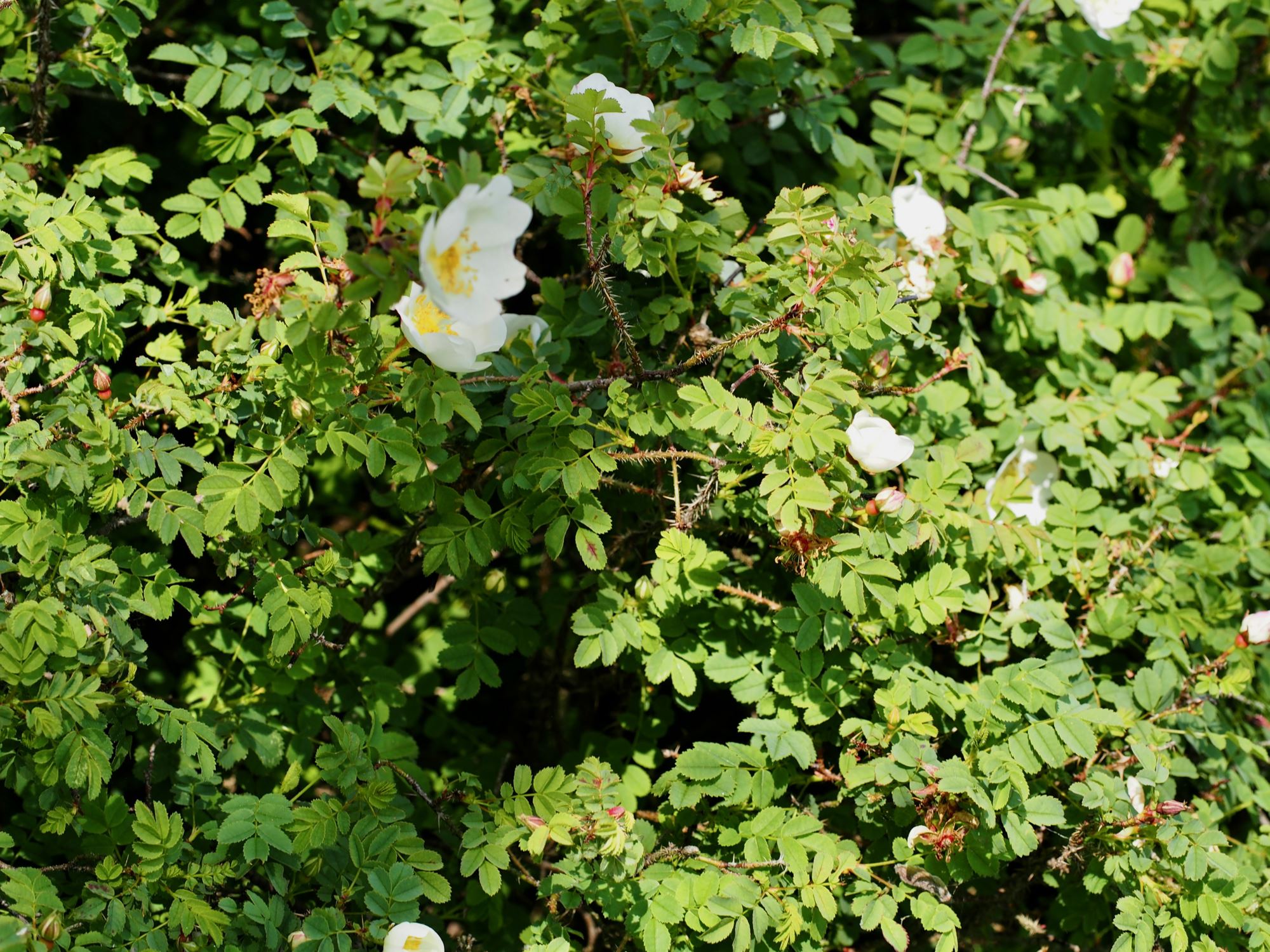 Image of Rosa spinosissima