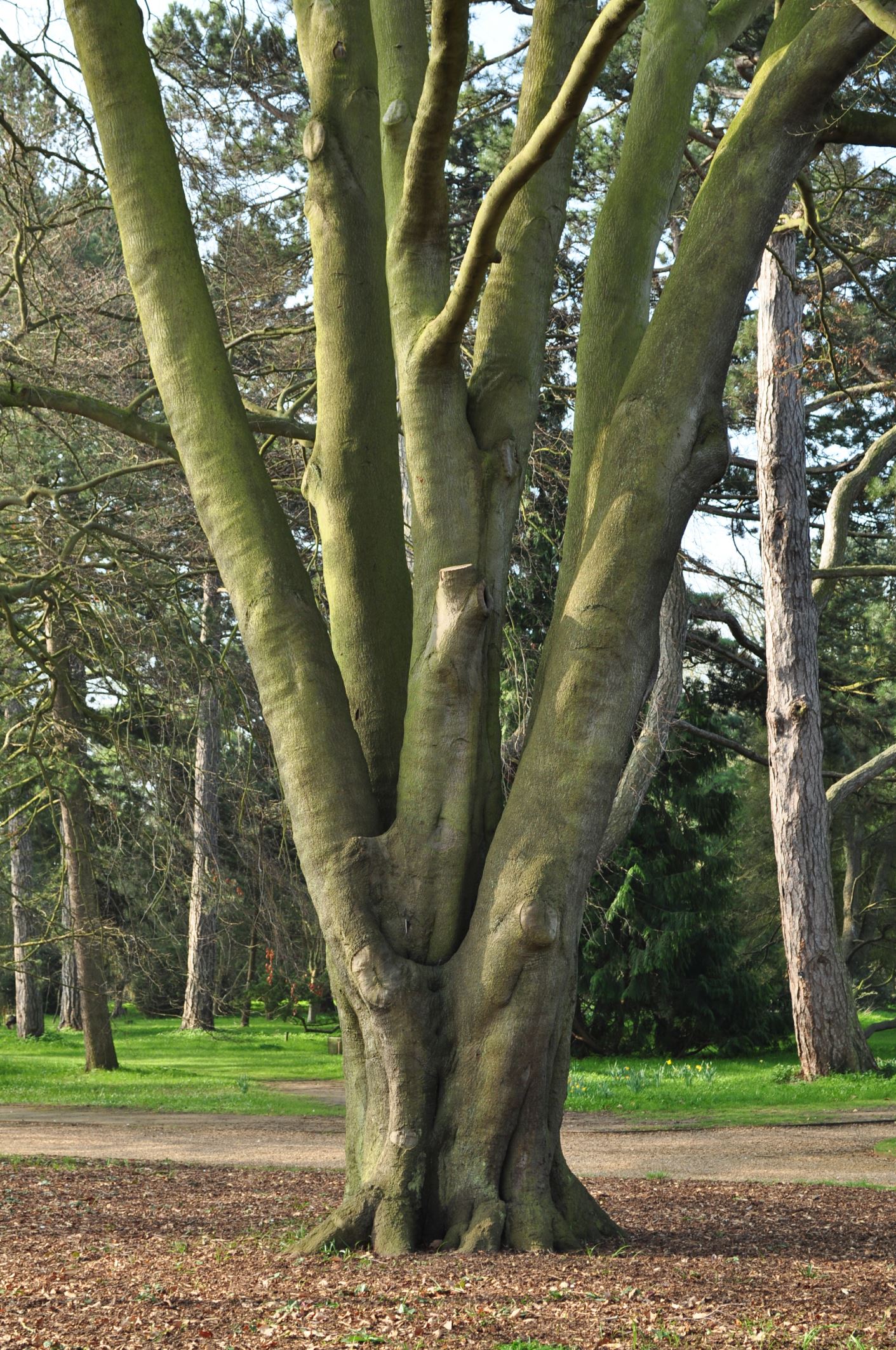 Image of Fagus sylvatica 'Laciniata'