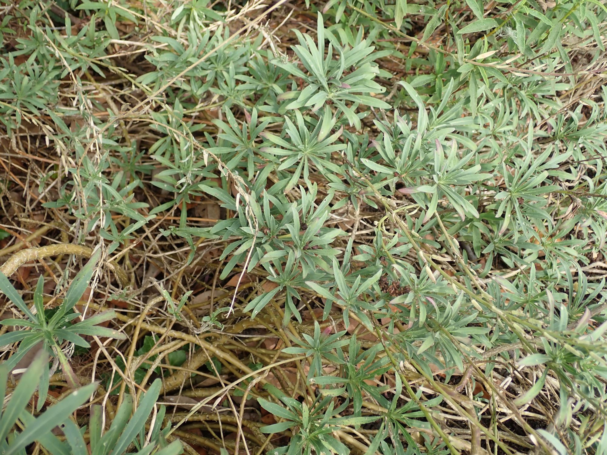 Image of Erysimum scoparium