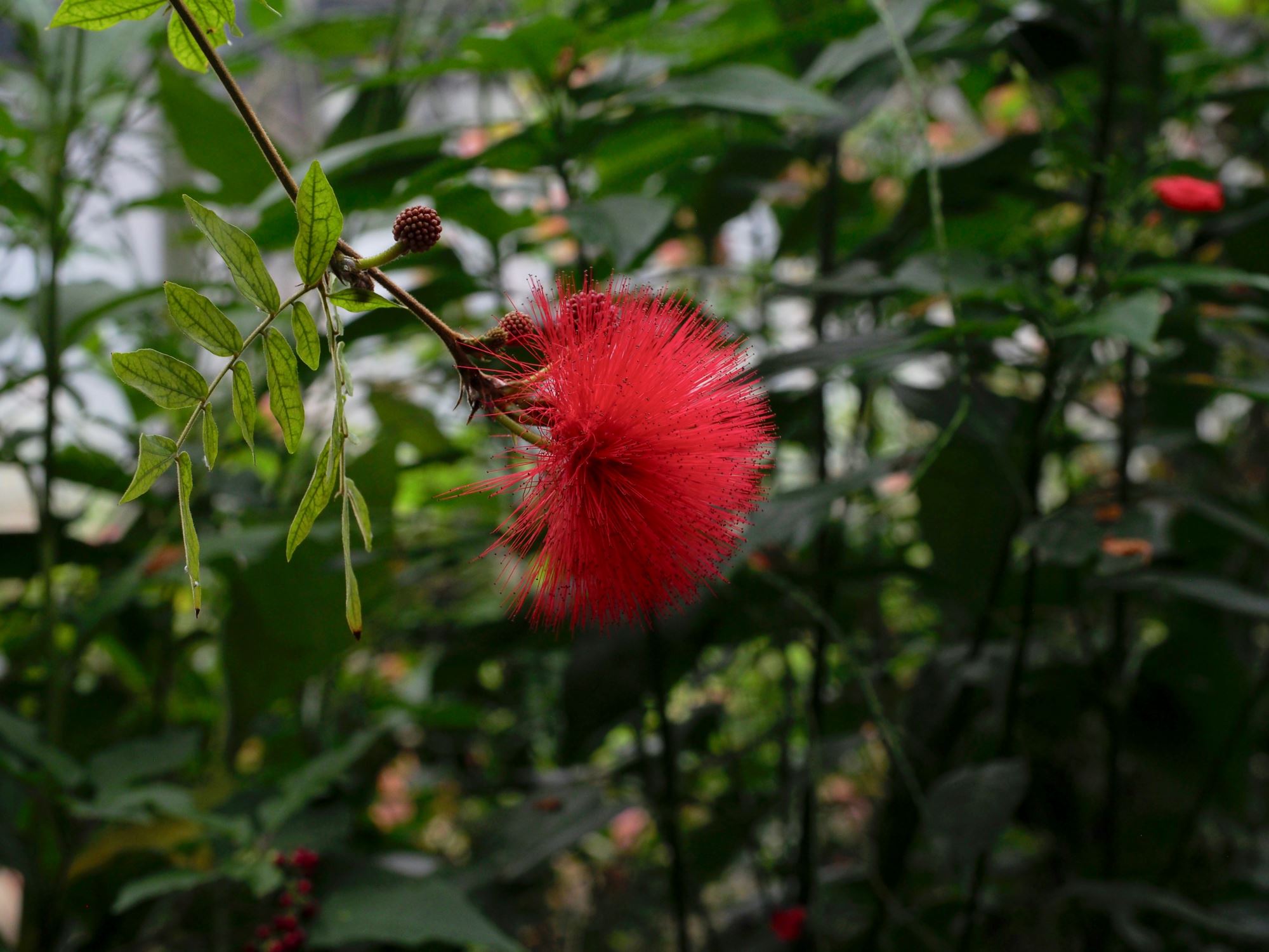 Image of Calliandra haematocephala