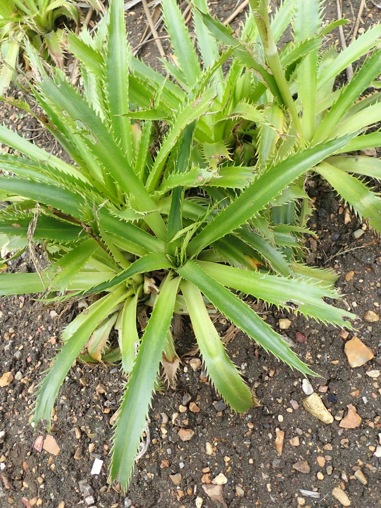 Image of Eryngium agavifolium