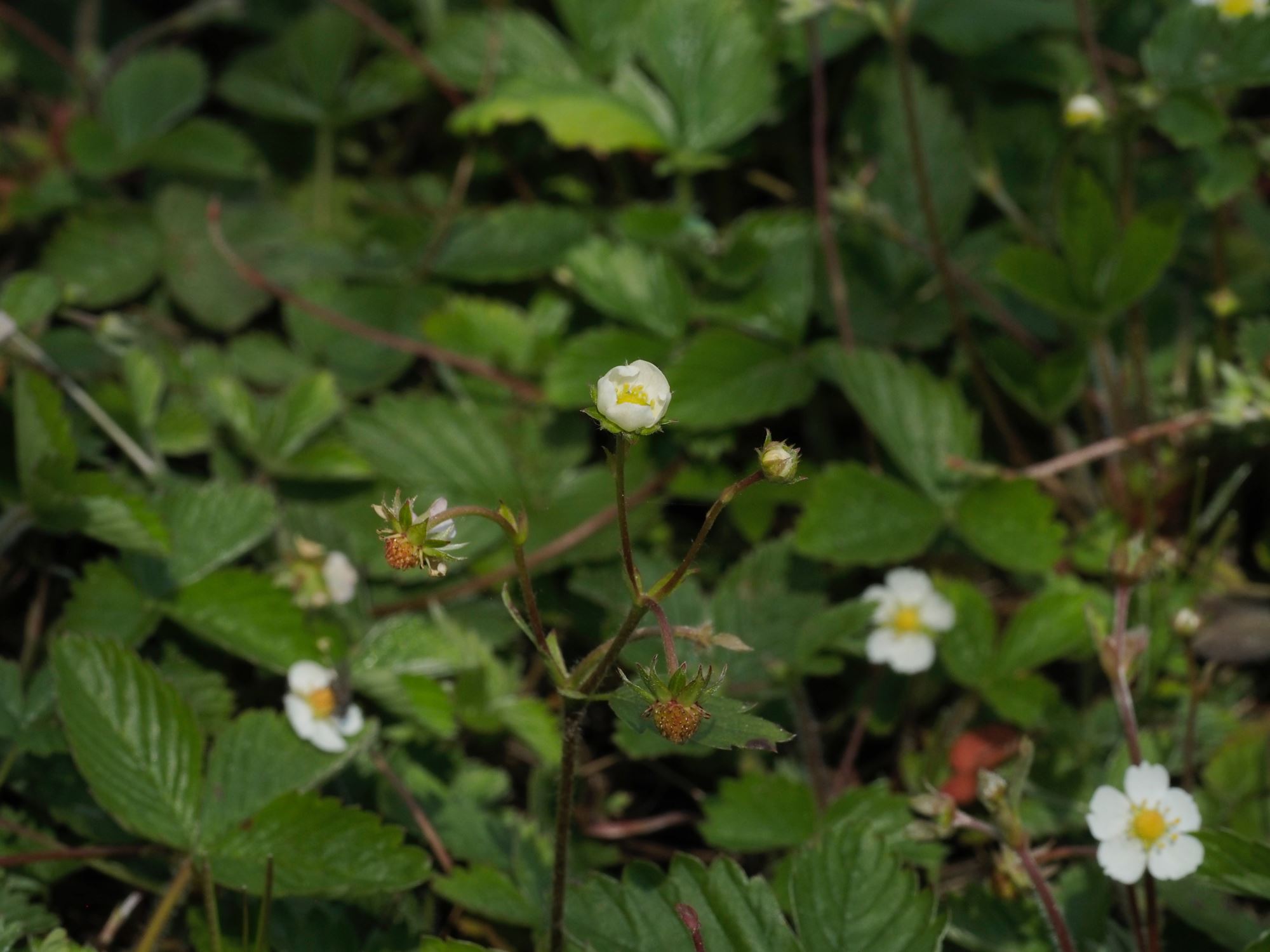 Image of Fragaria vesca